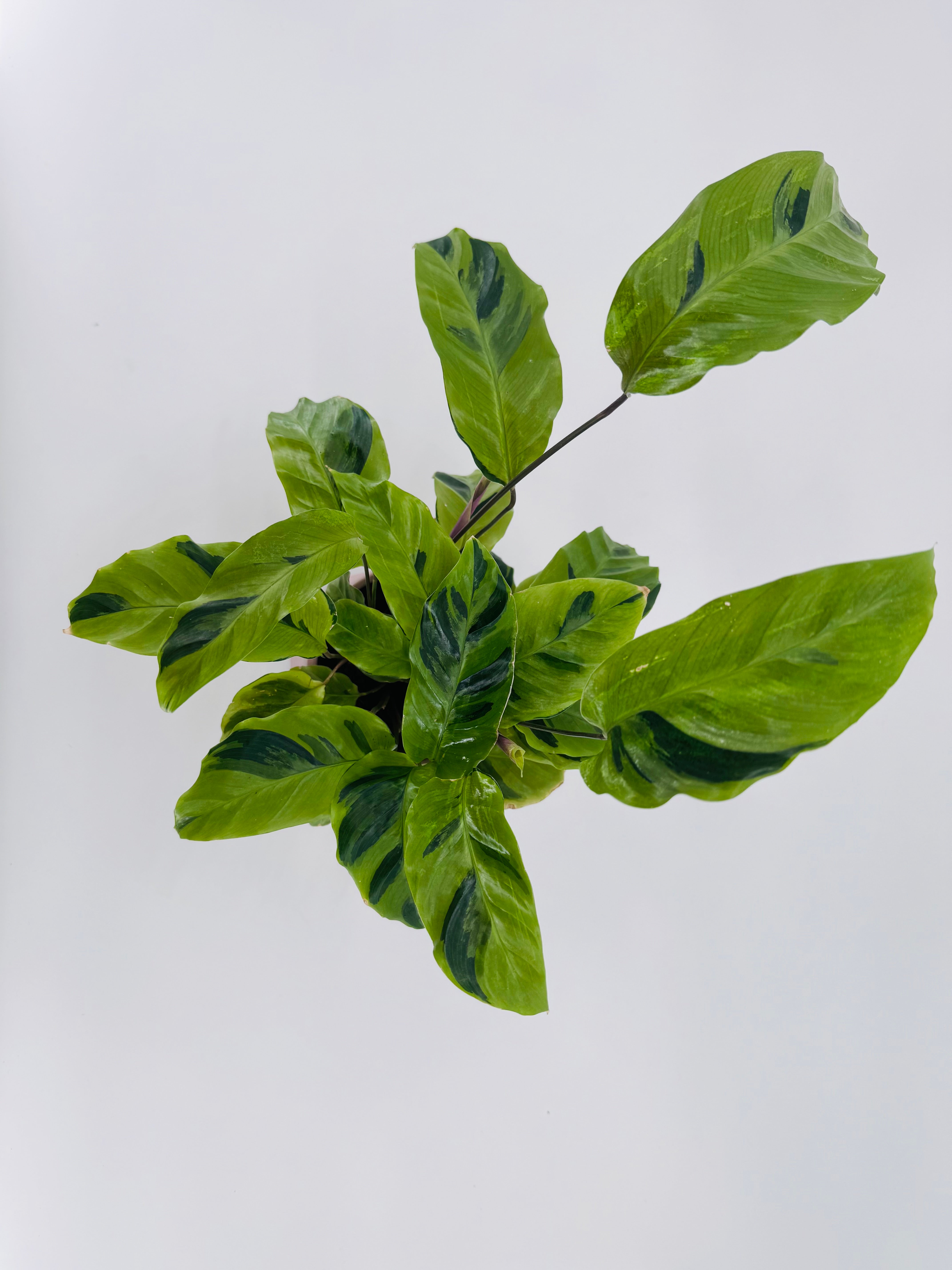 CALATHEA FUSION YELLOW M10.5