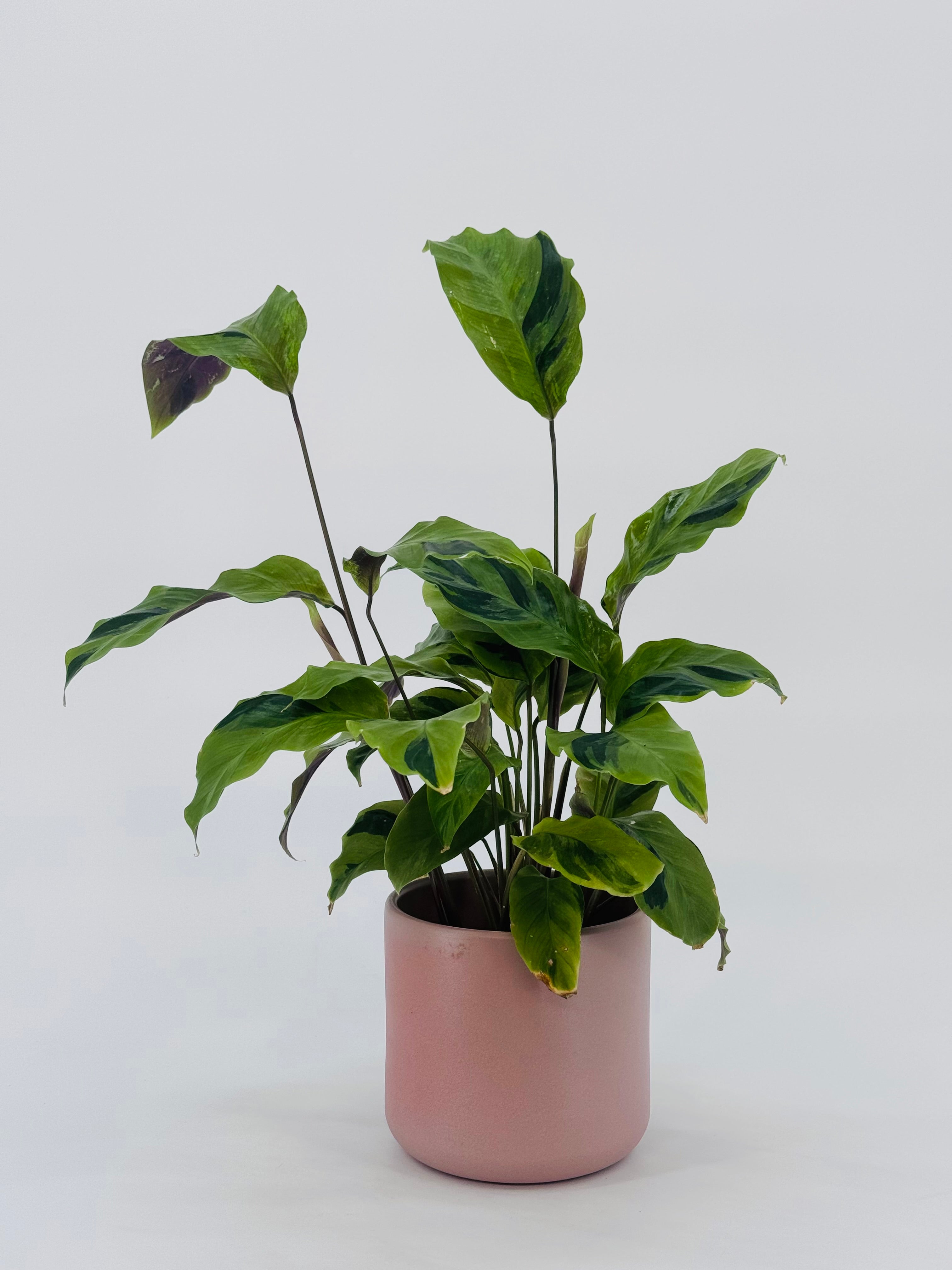 CALATHEA FUSION YELLOW M10.5