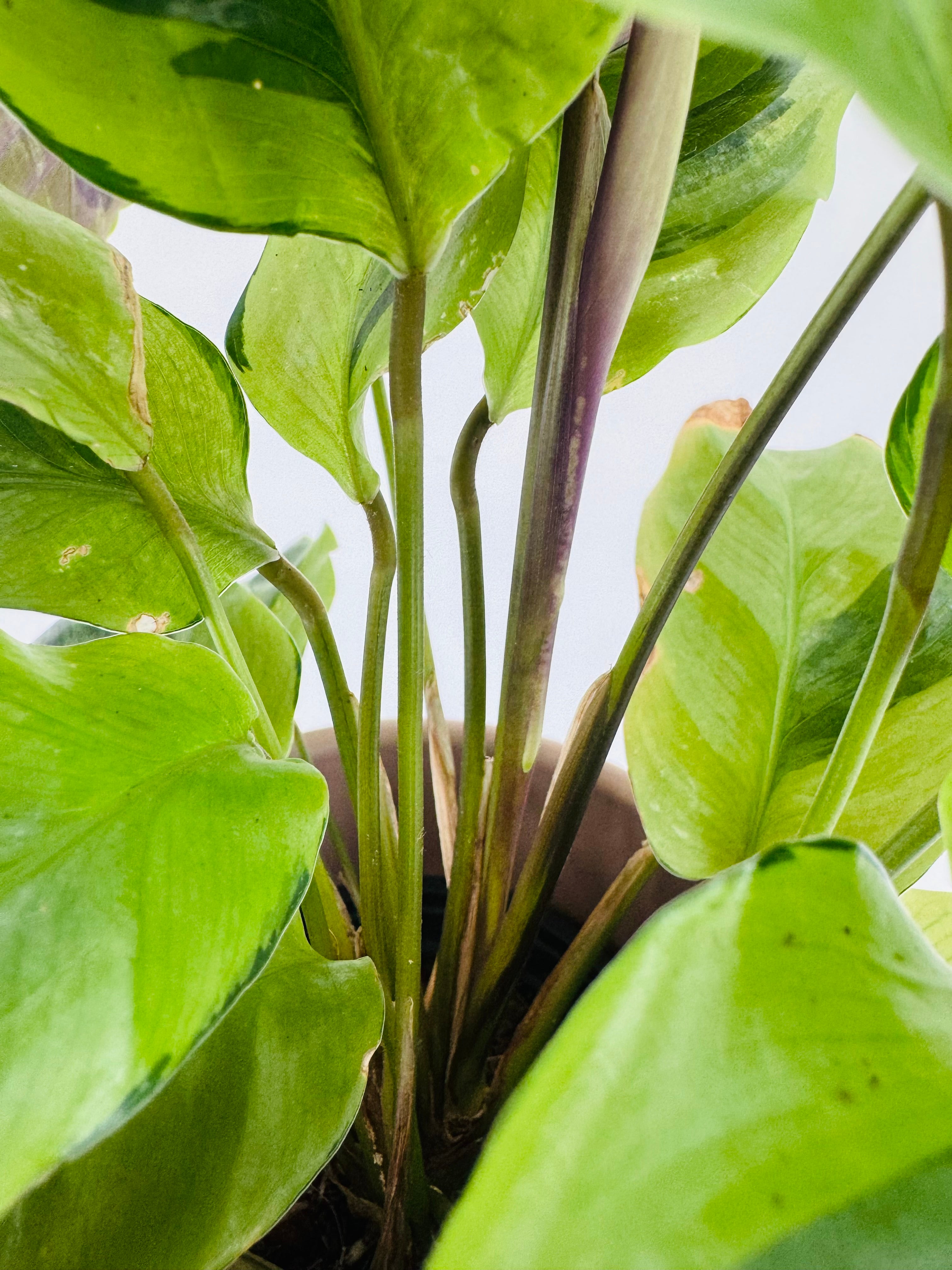 CALATHEA FUSION YELLOW M10.5
