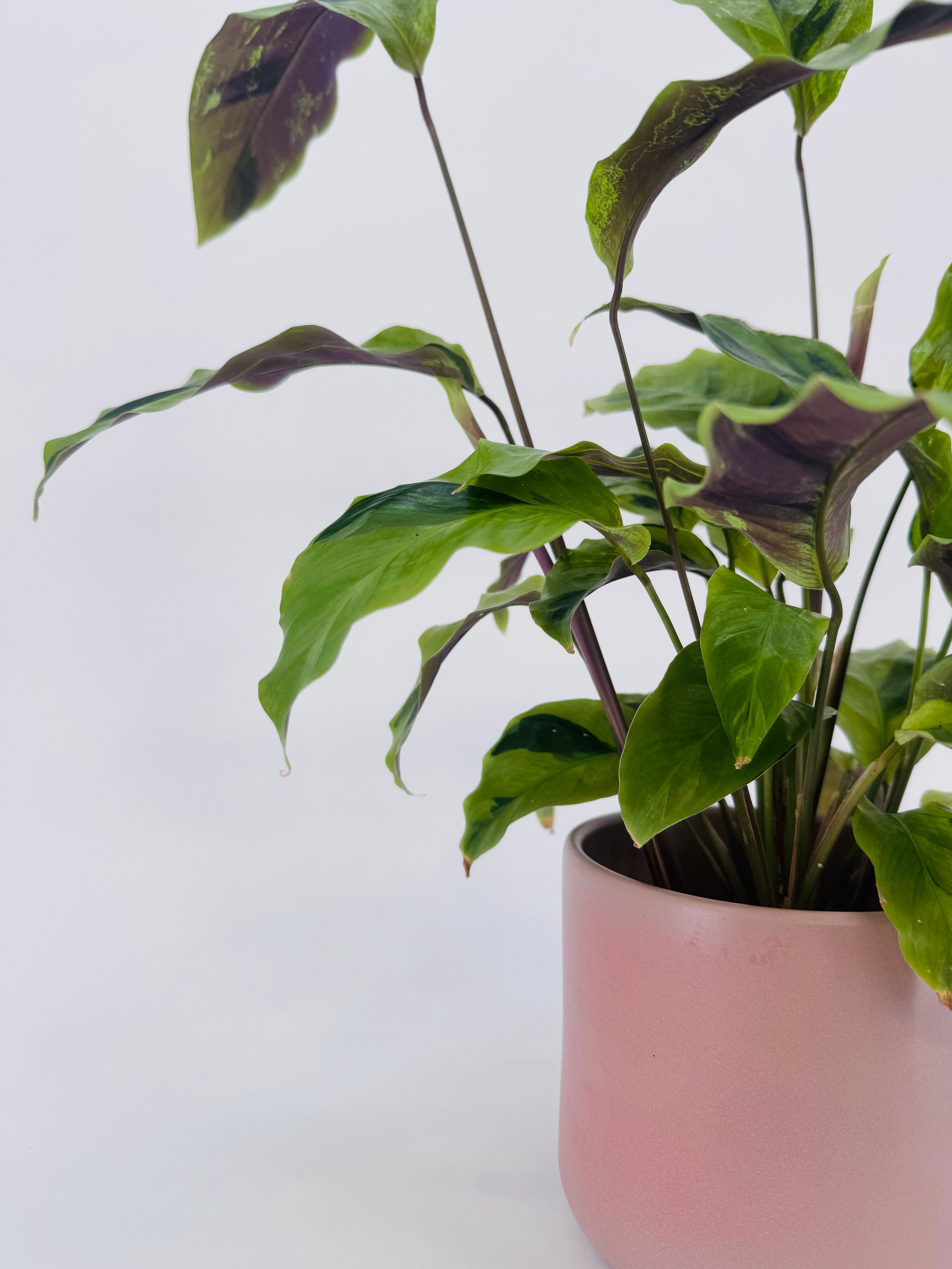 CALATHEA FUSION YELLOW M10.5