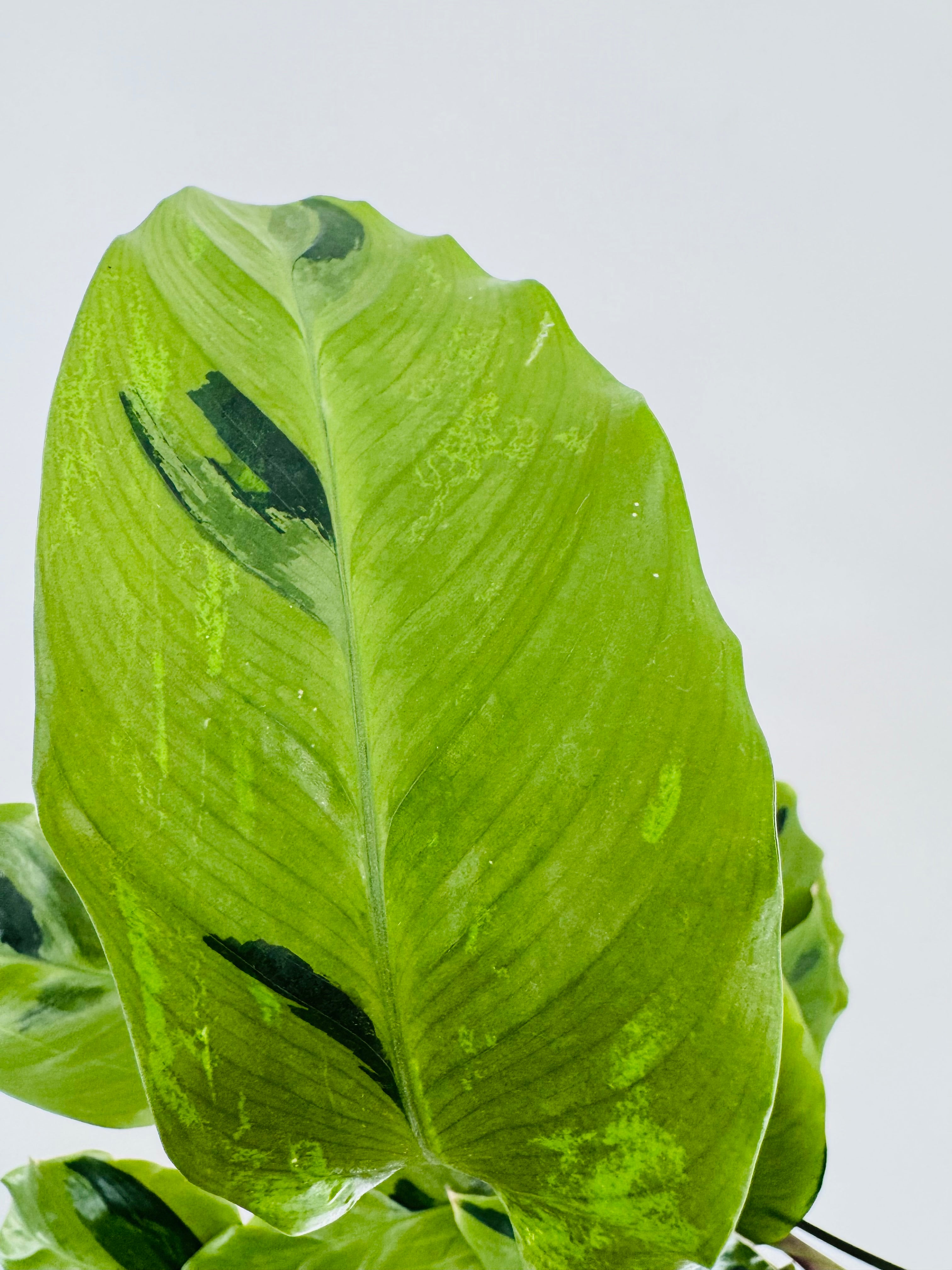 CALATHEA FUSION YELLOW M10.5