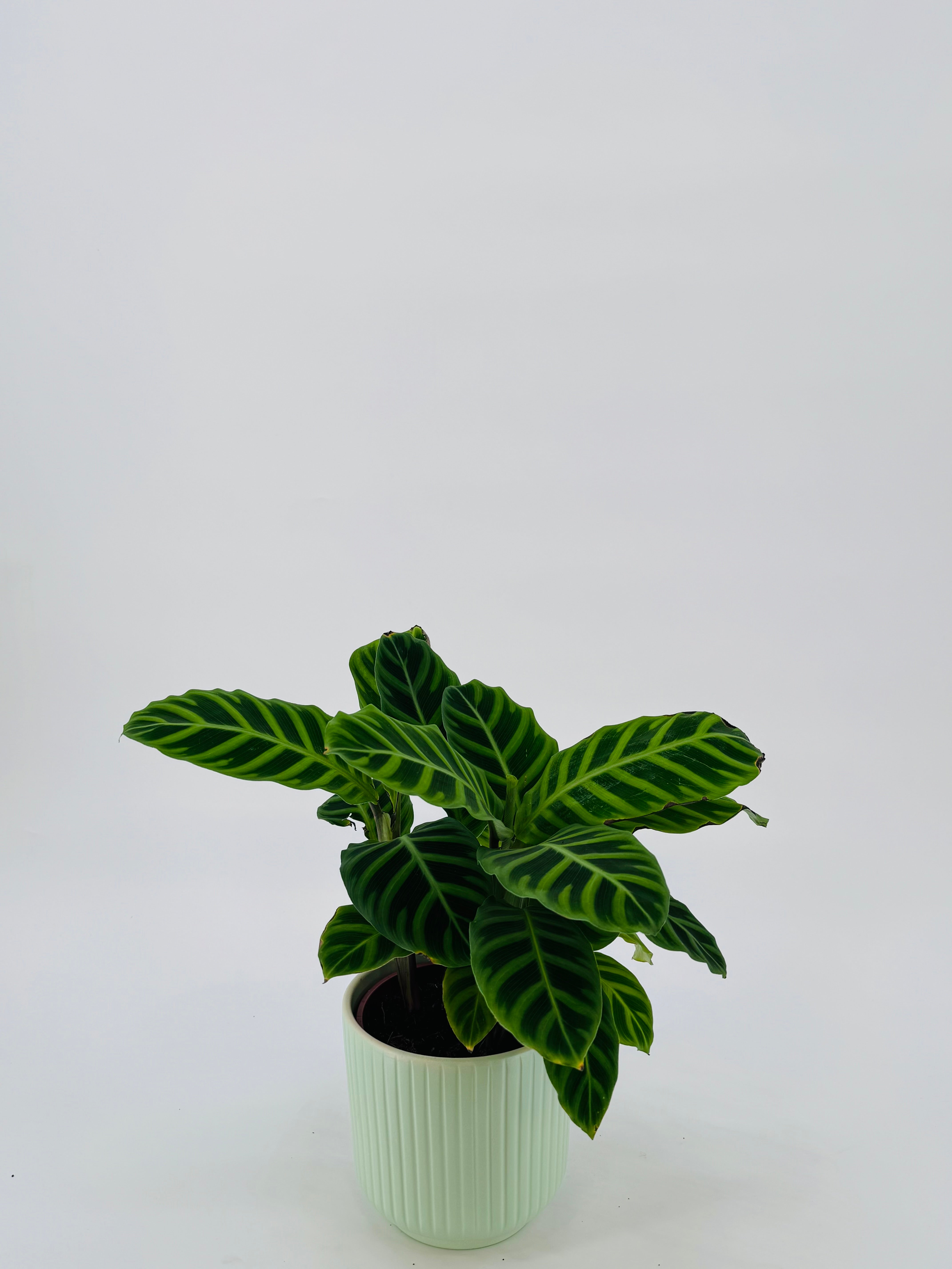 CALATHEA M14