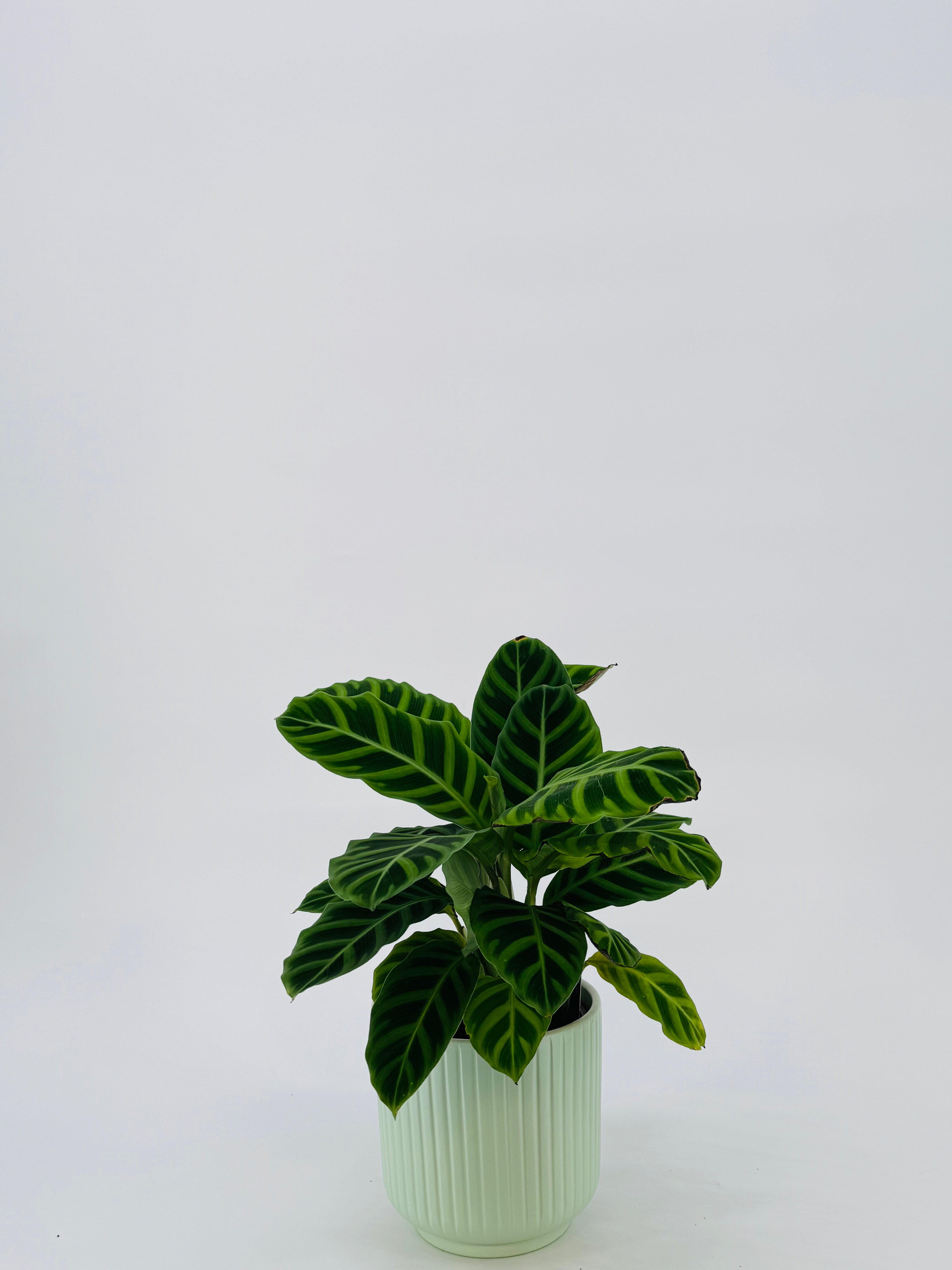 CALATHEA M14