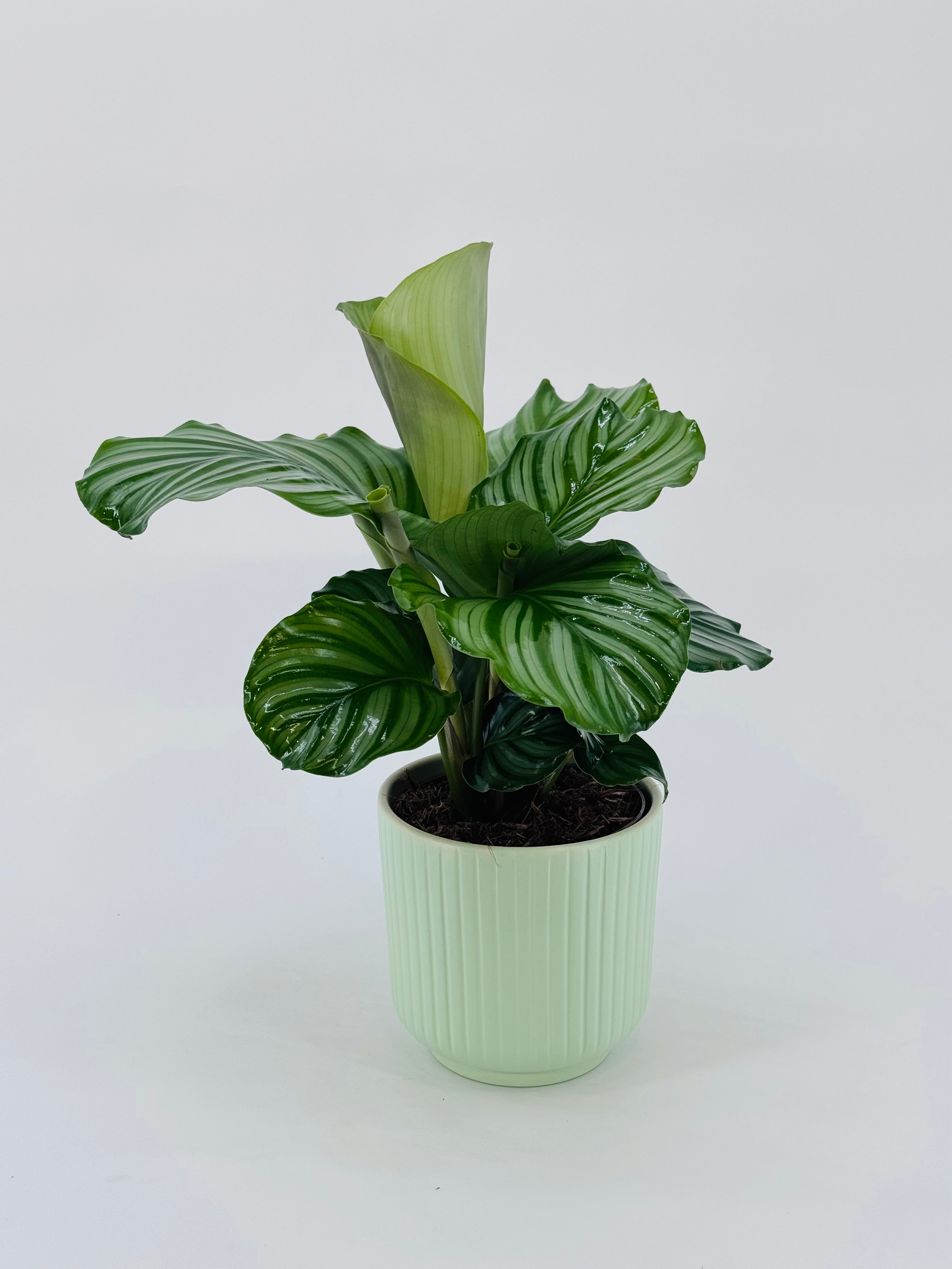 CALATHEA MEZCLADO M14