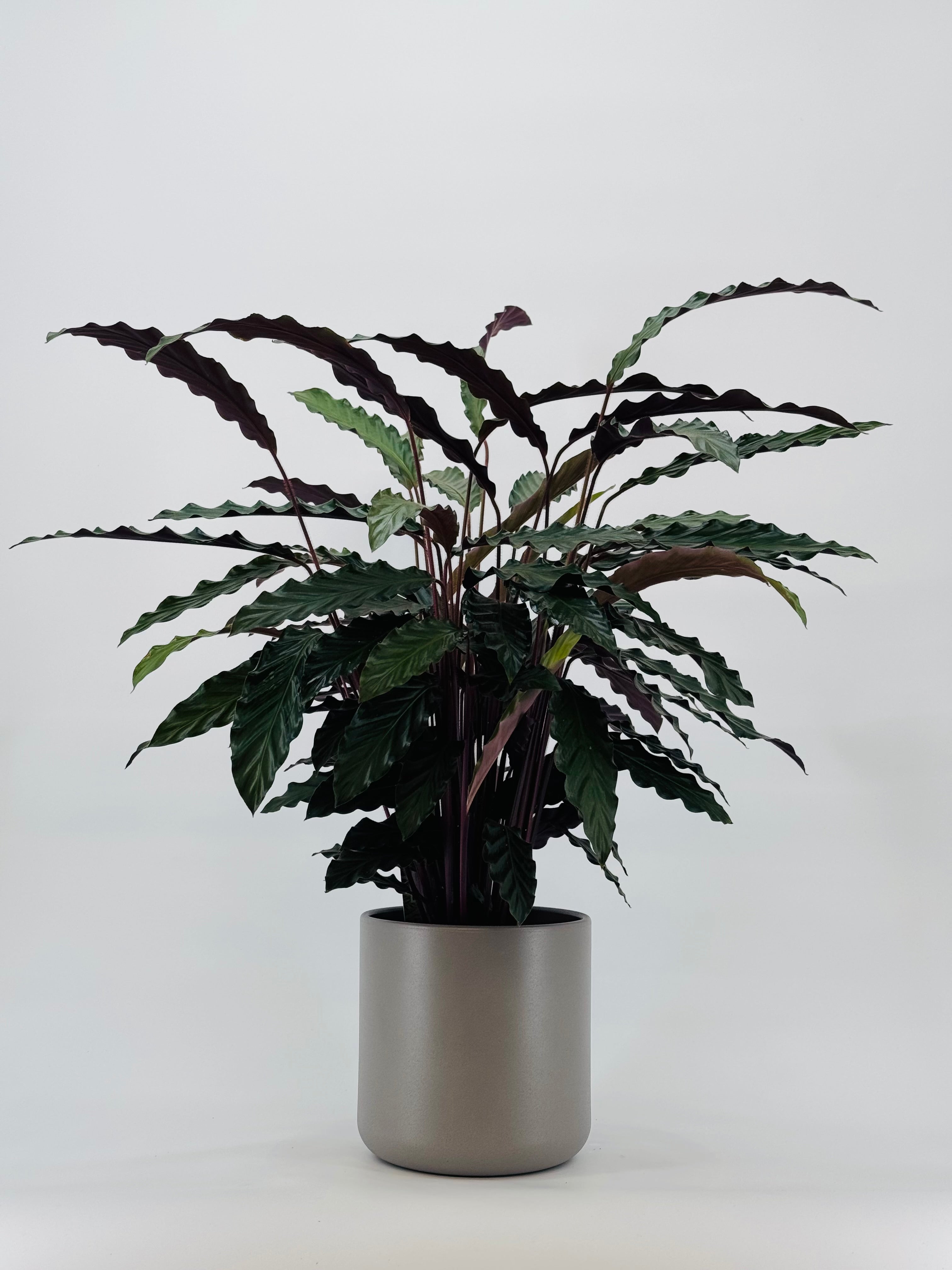CALATHEA MEZCLADO M19