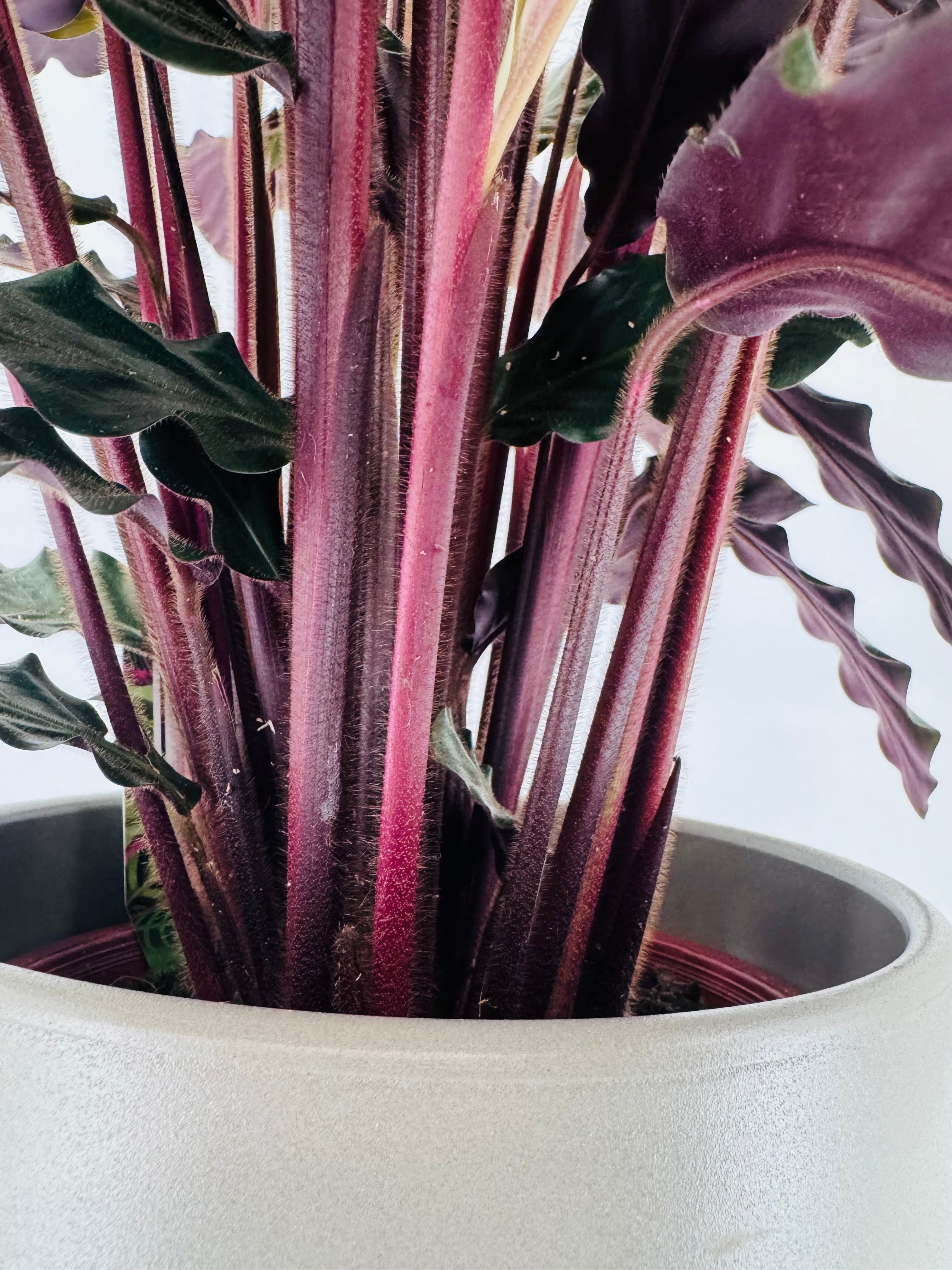 CALATHEA MEZCLADO M19