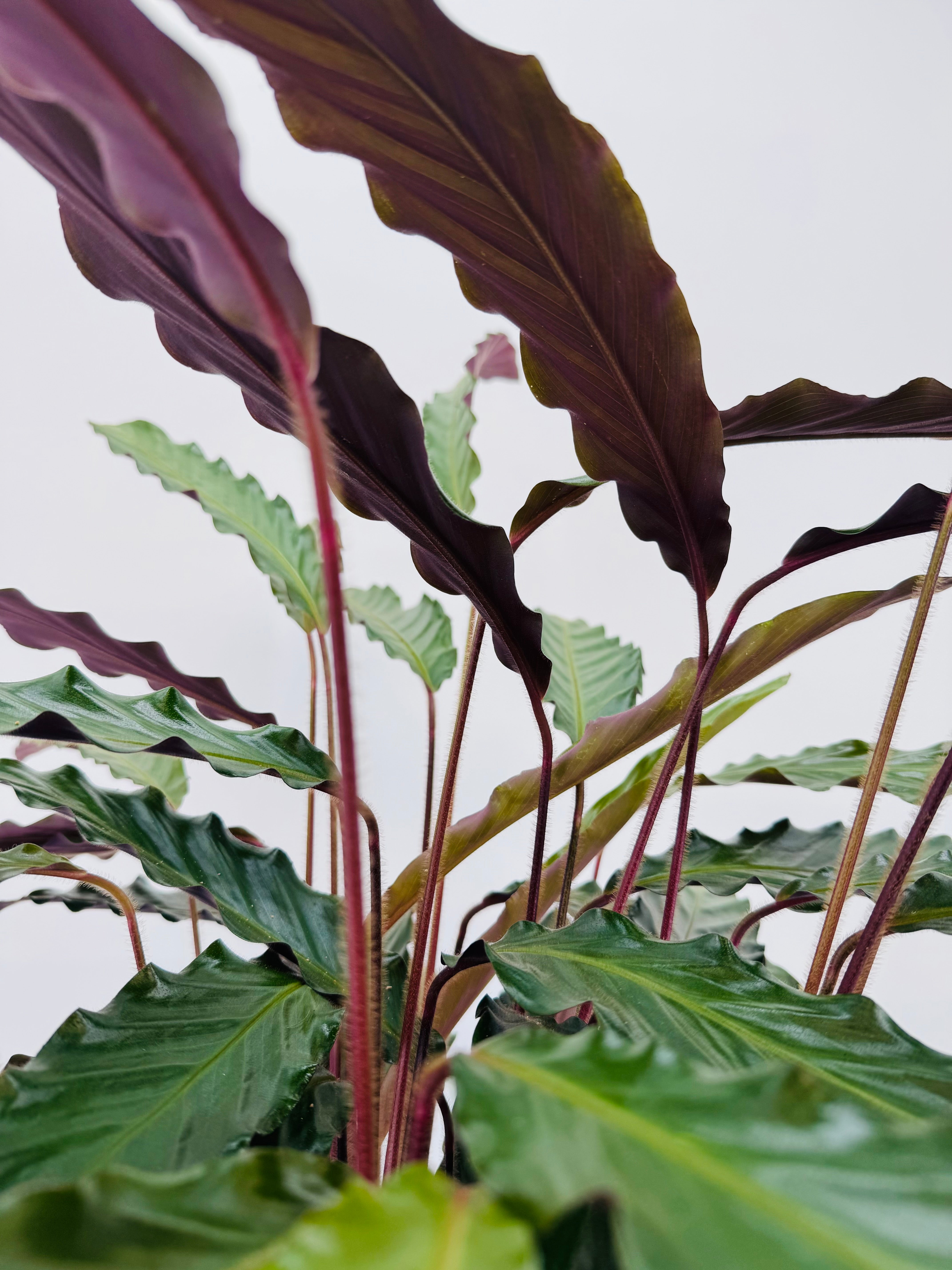 CALATHEA MEZCLADO M19