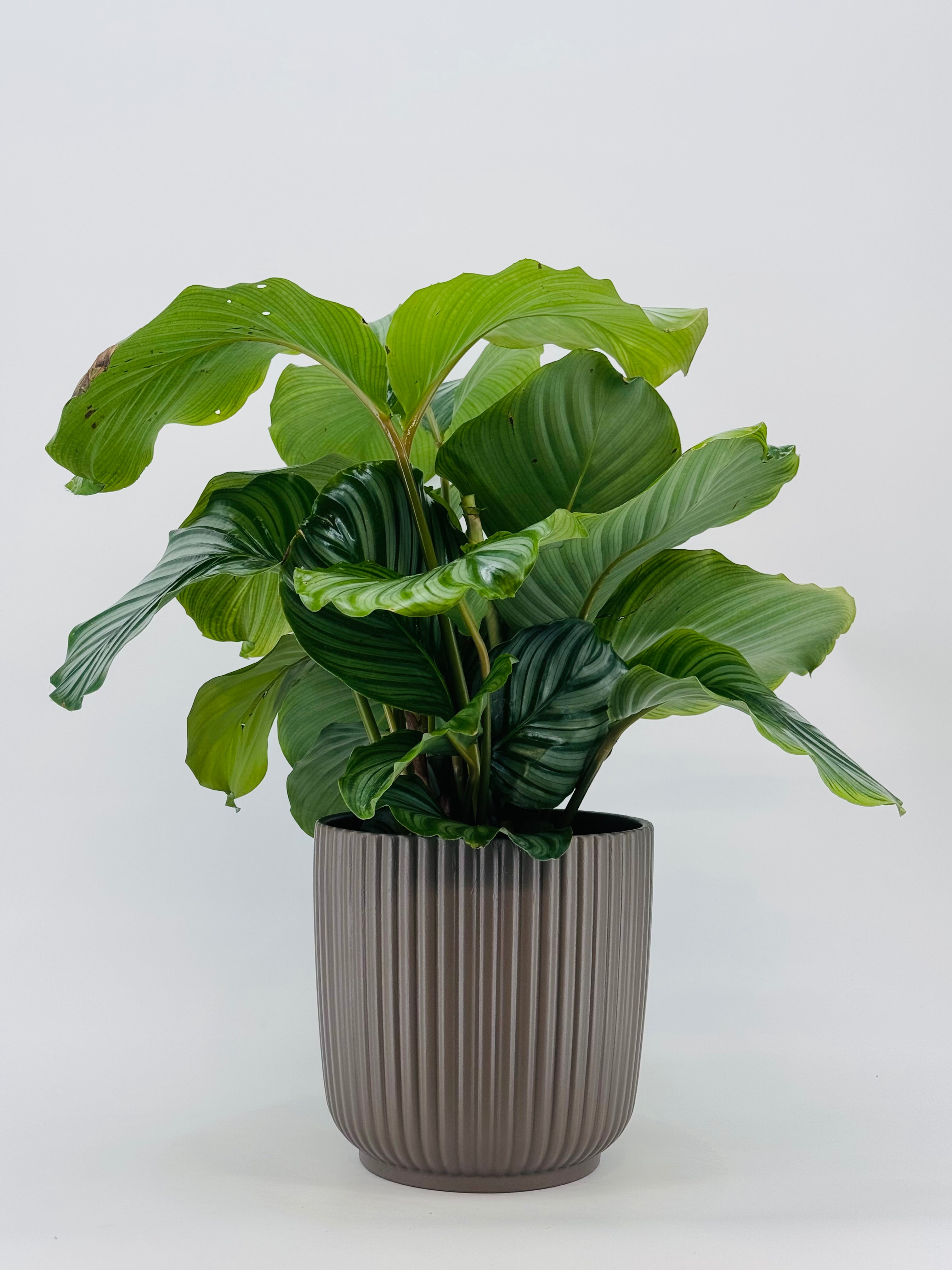 CALATHEA ORBIFOLIA M19