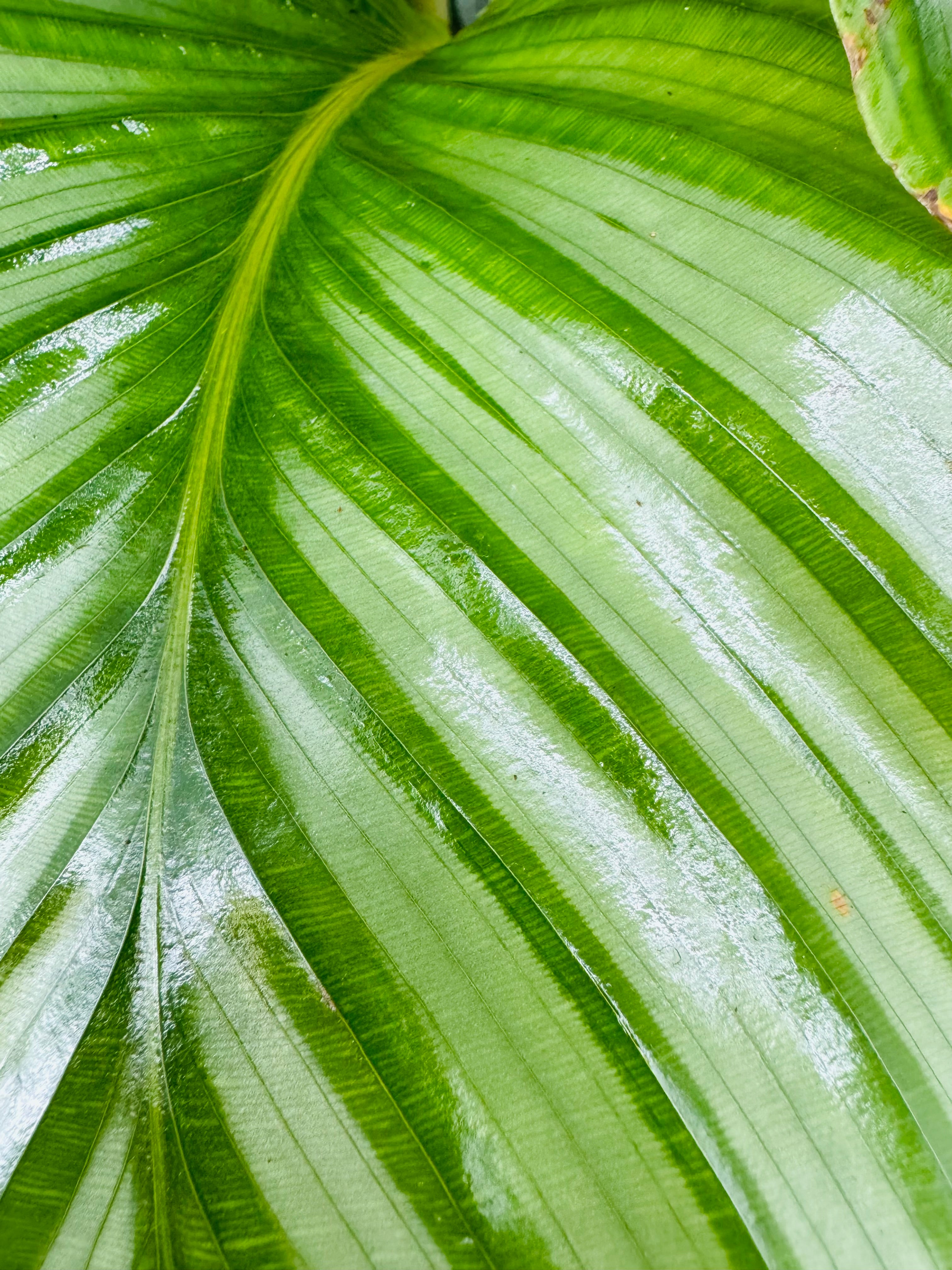 CALATHEA ORBIFOLIA M19