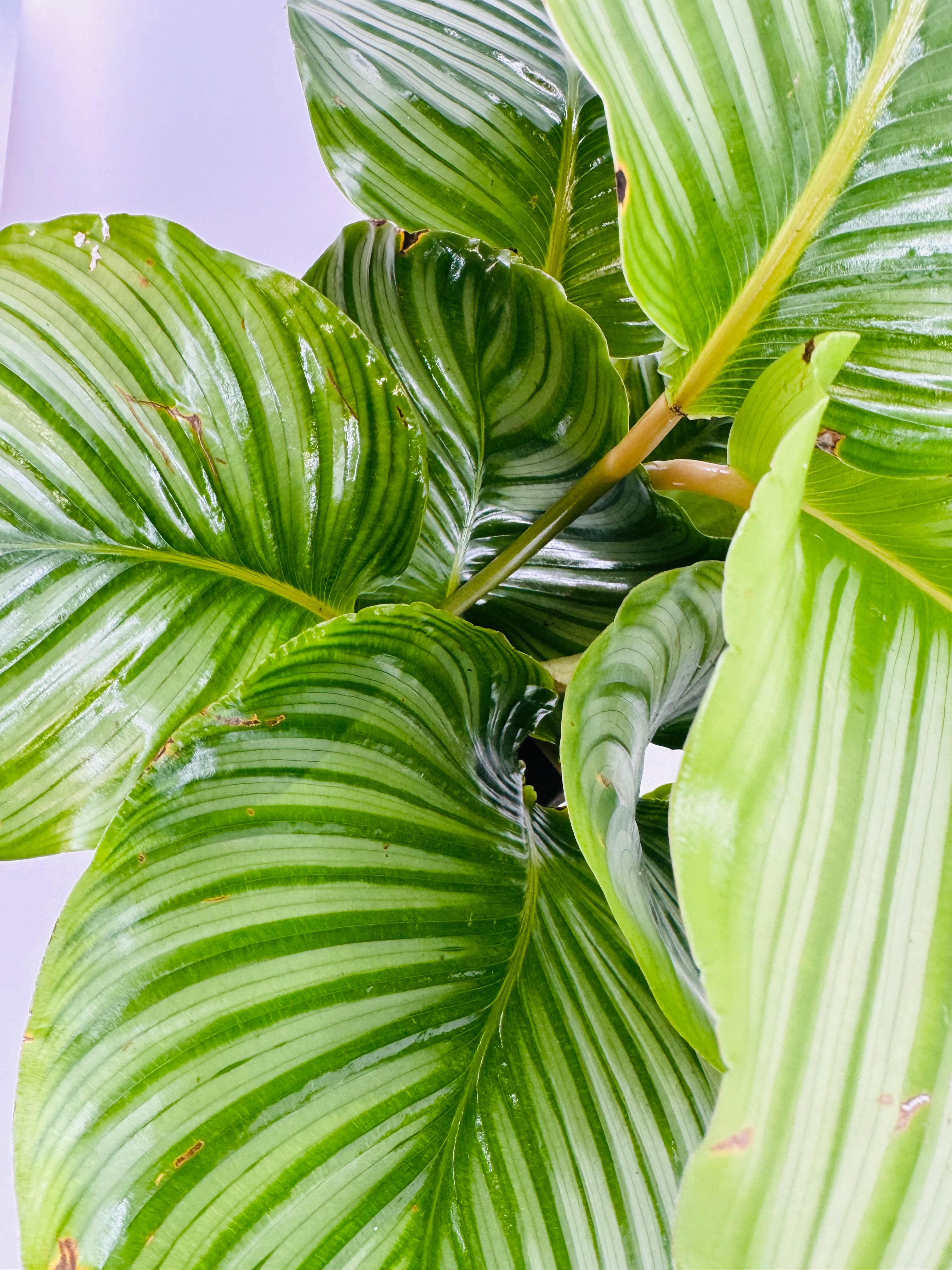 CALATHEA ORBIFOLIA M19