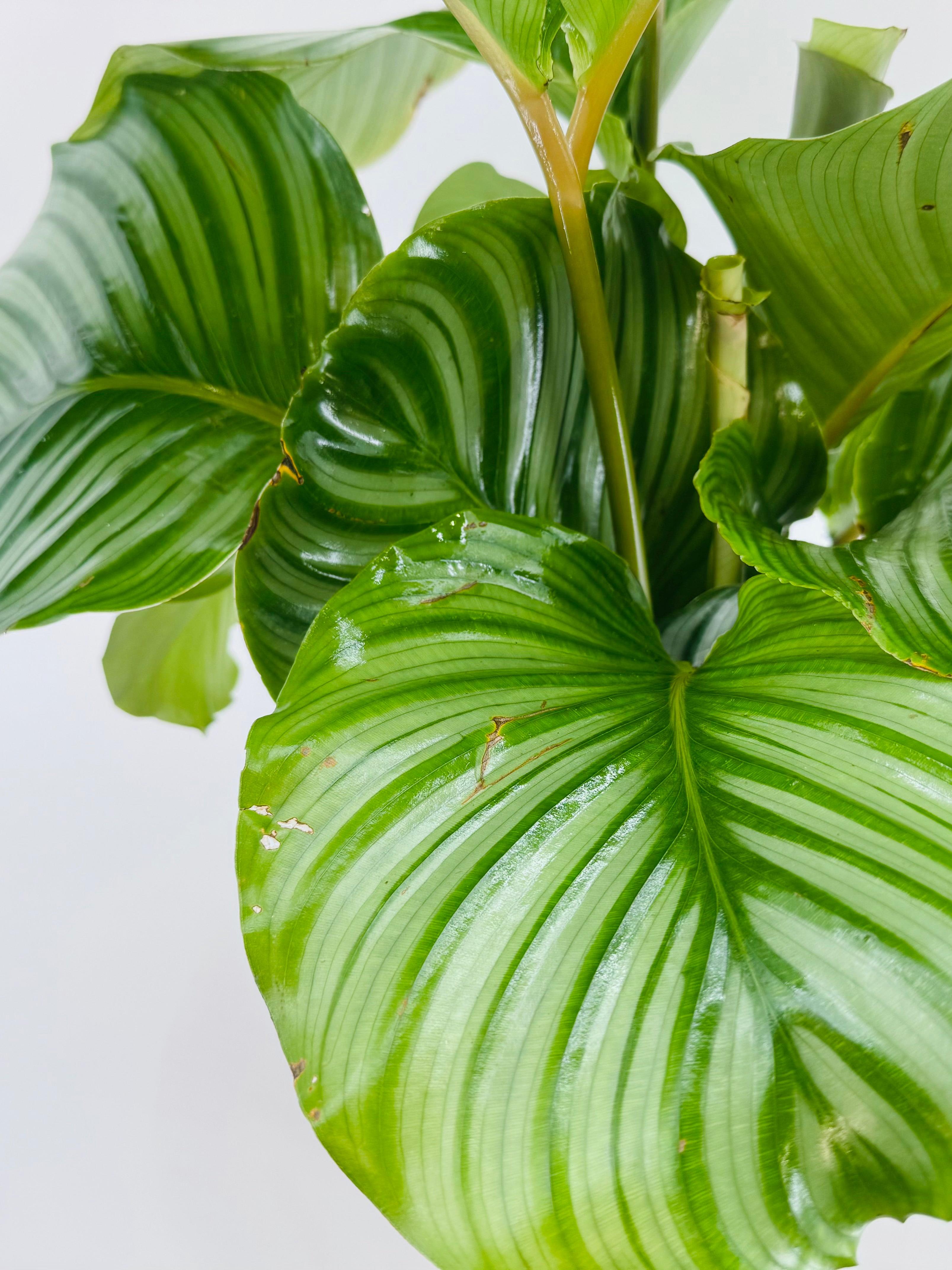 CALATHEA ORBIFOLIA M19