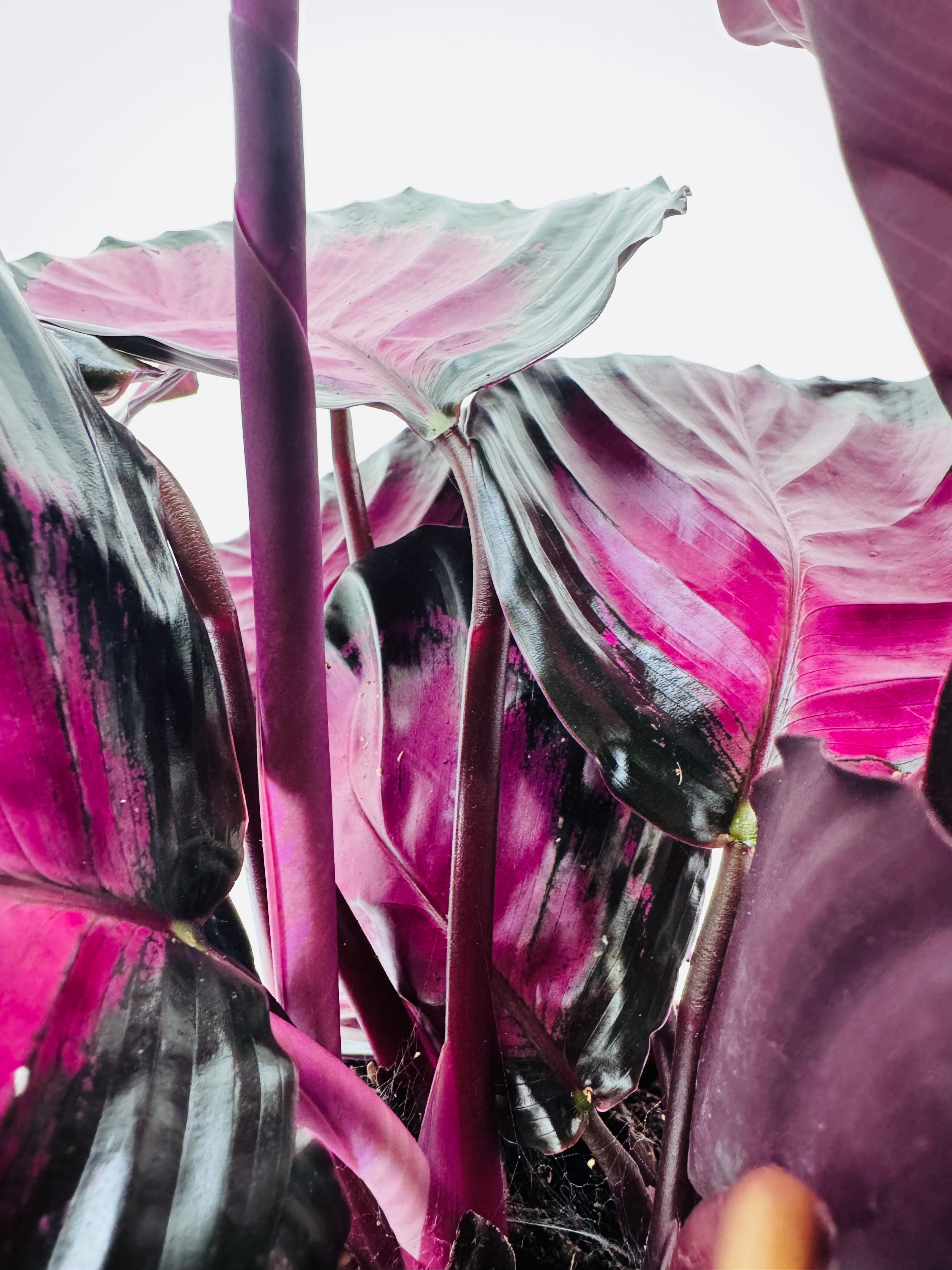 CALATHEA ROSEOPICTA CRIMSON