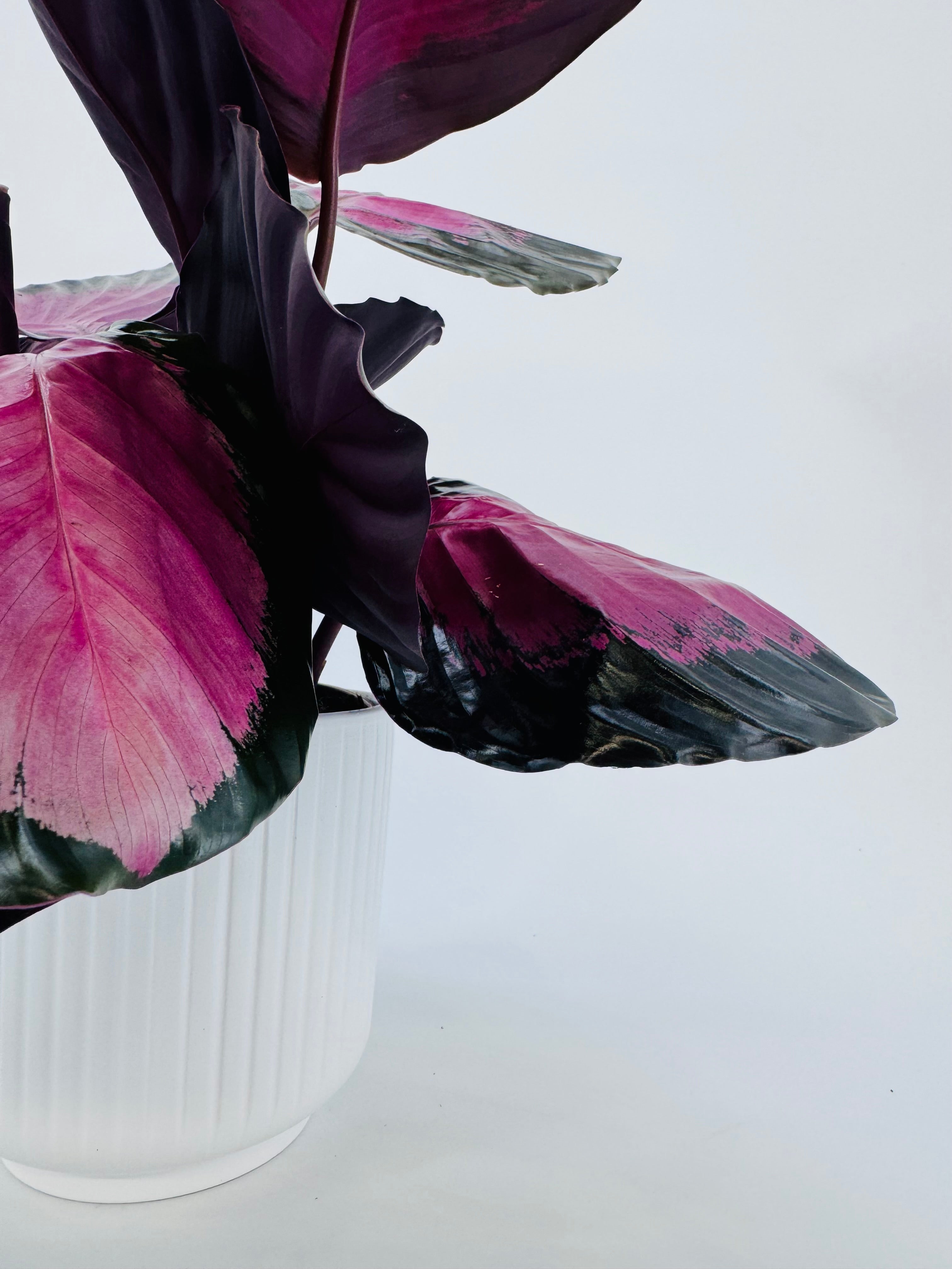 CALATHEA ROSEOPICTA CRIMSON