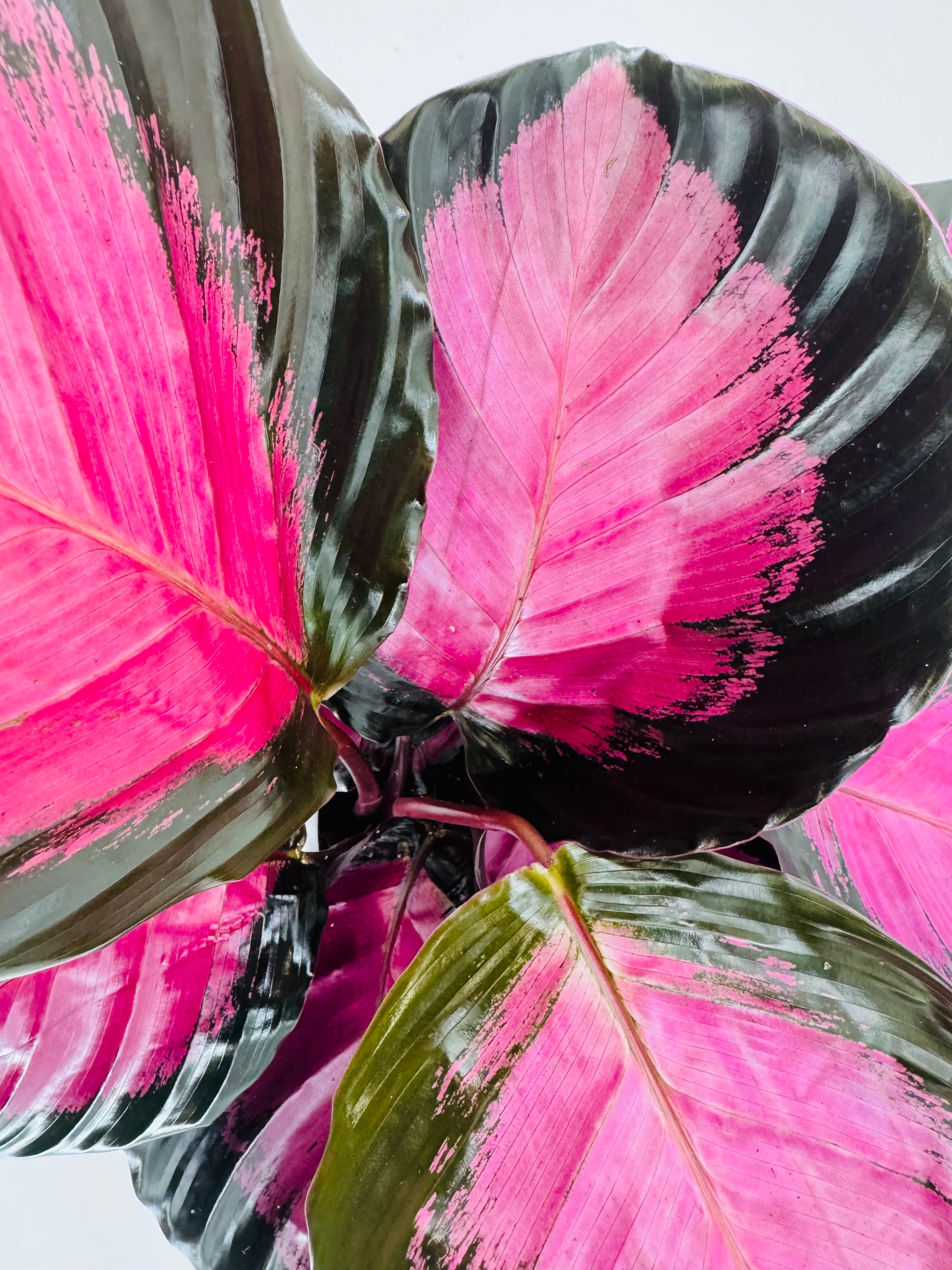 CALATHEA ROSEOPICTA CRIMSON