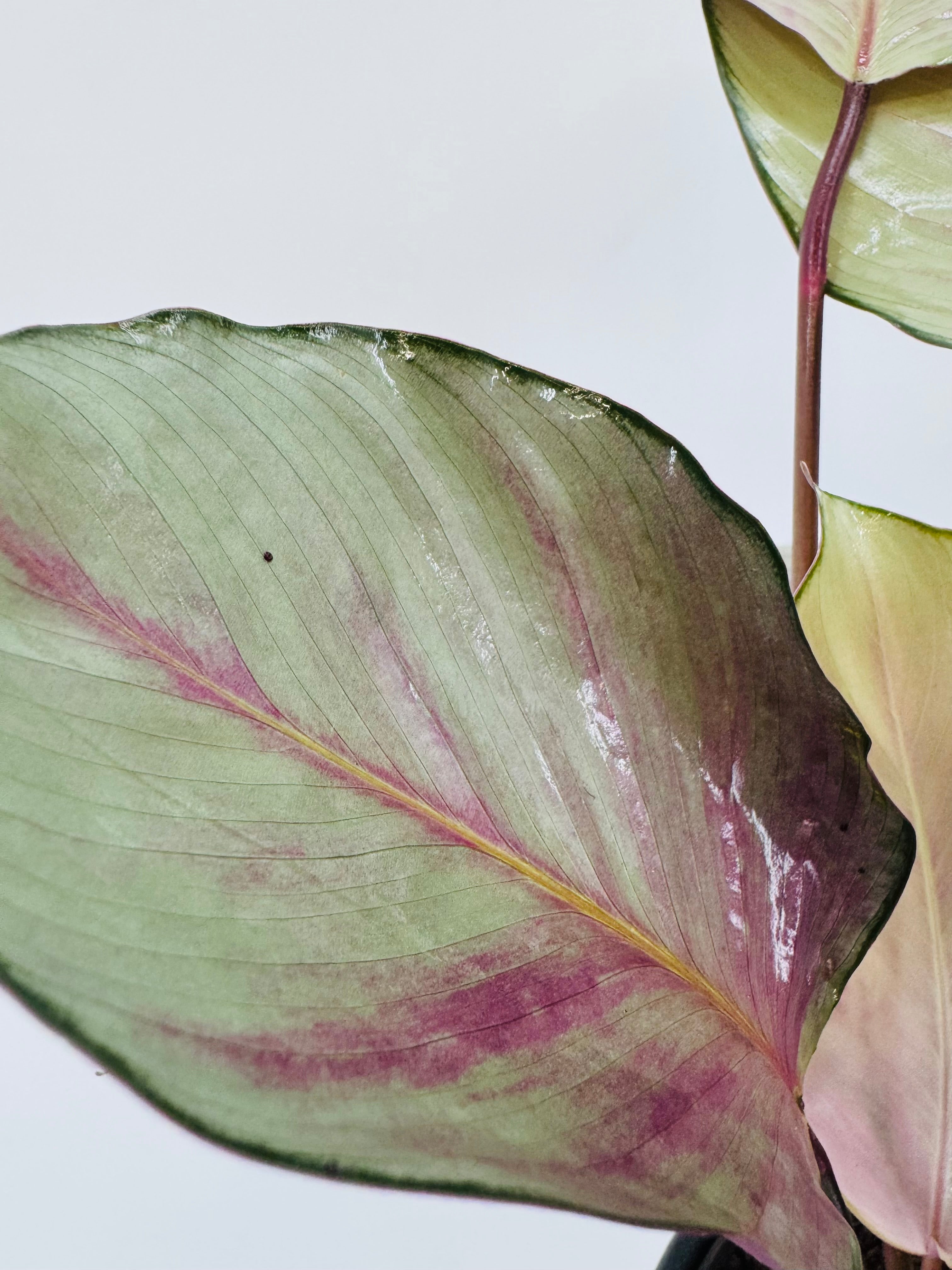 CALATHEA SILVER PLATE M14