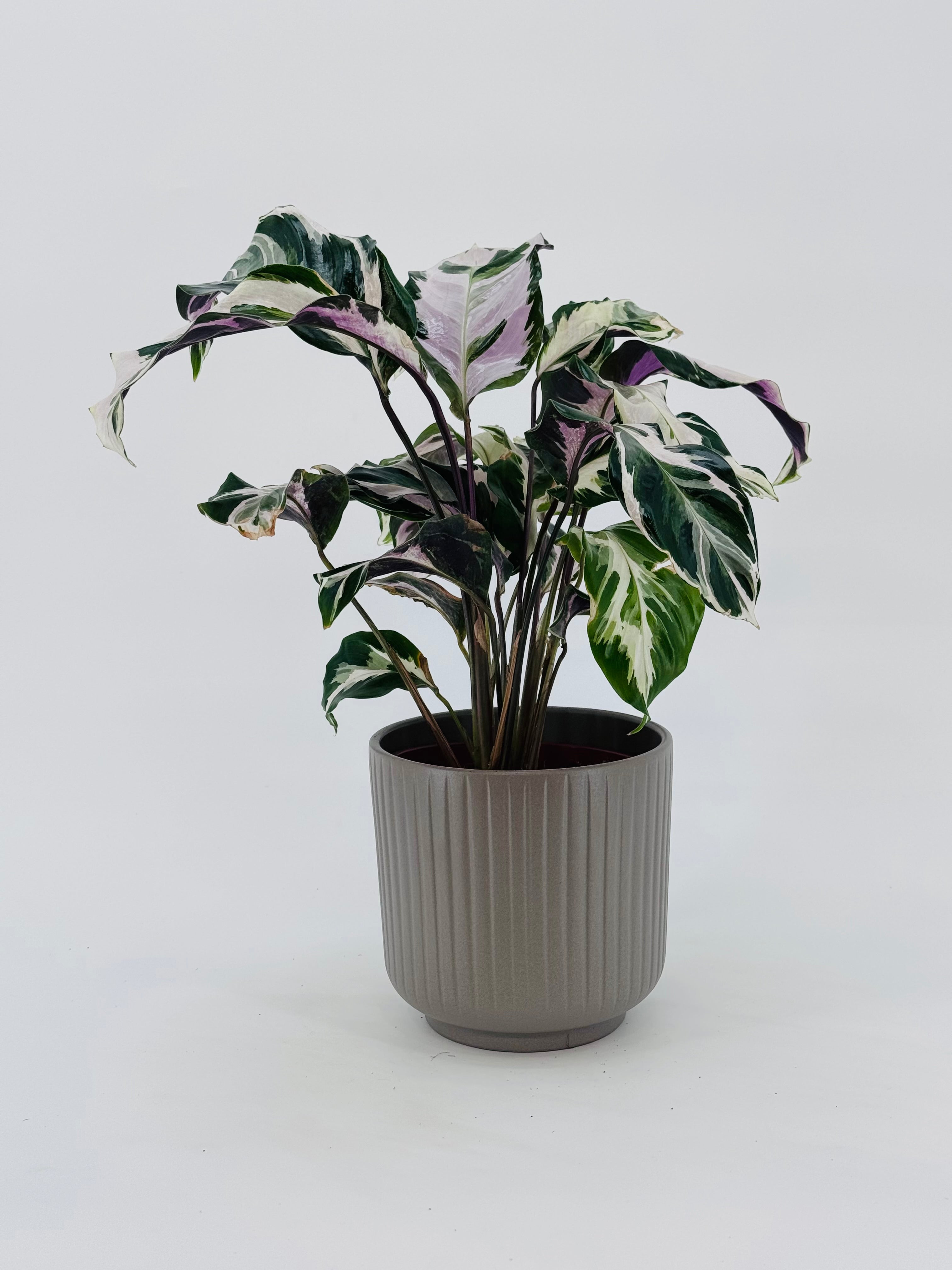 CALATHEA STELLA M14