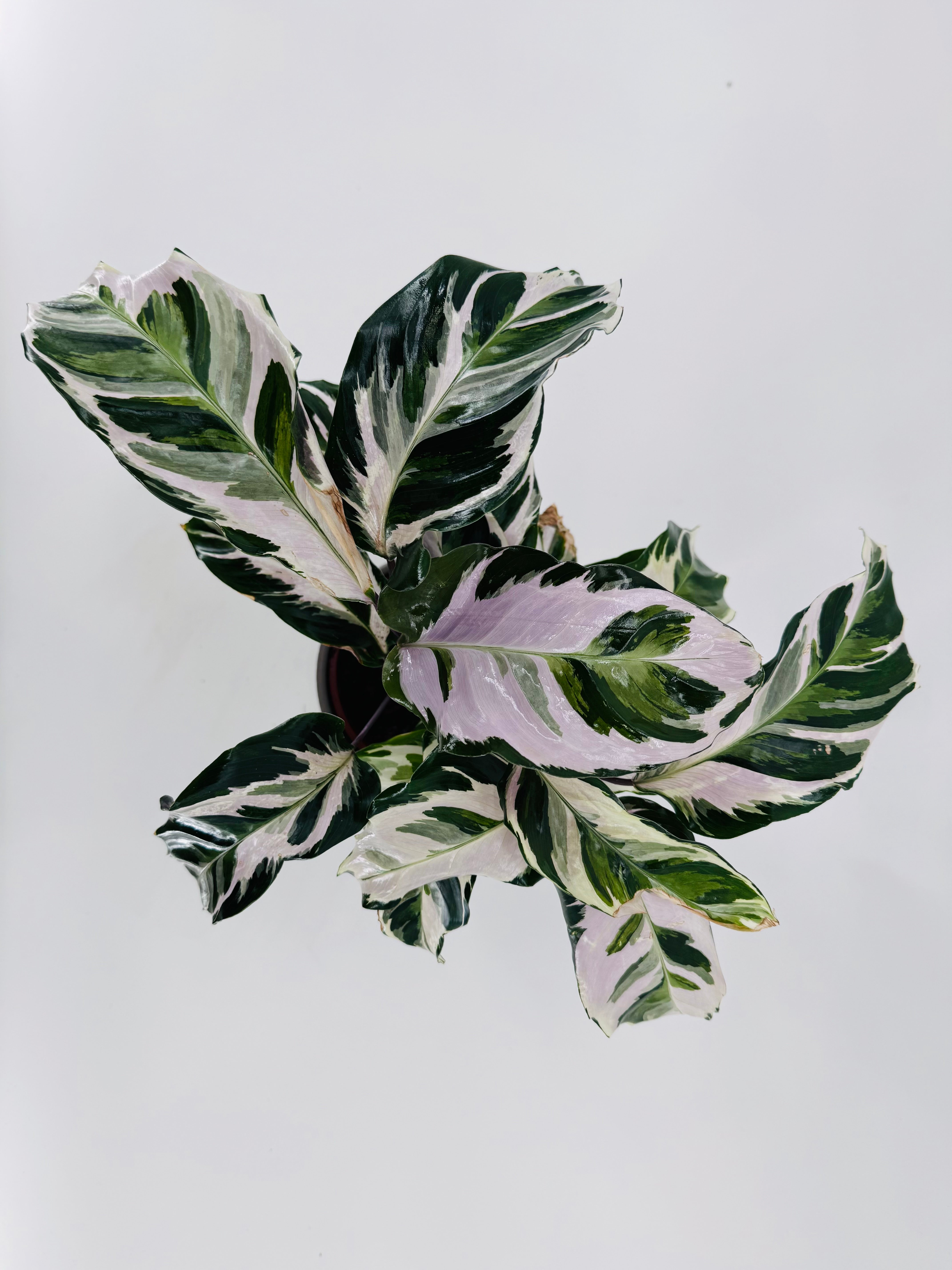 CALATHEA STELLA M14