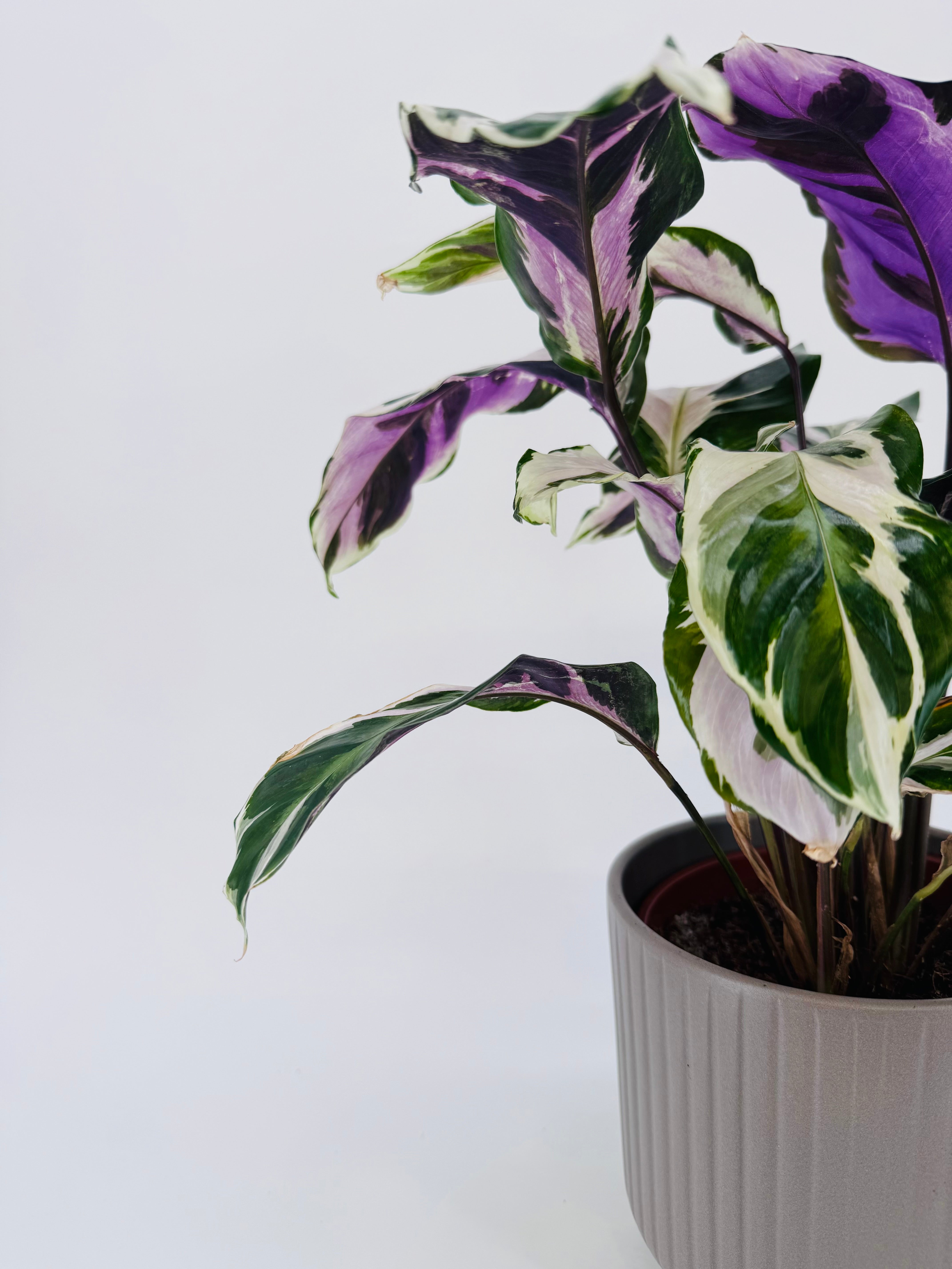 CALATHEA STELLA M14
