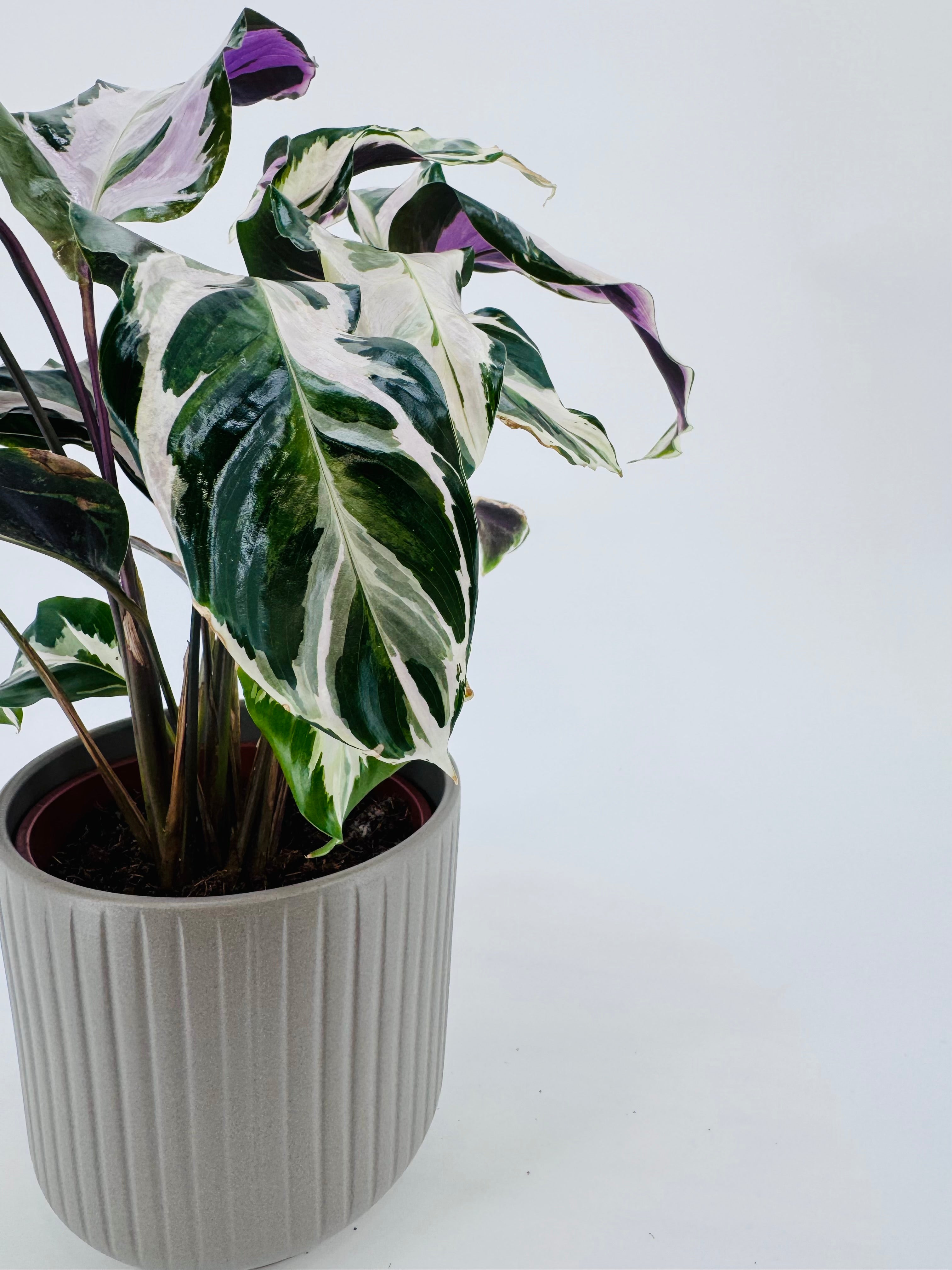 CALATHEA STELLA M14