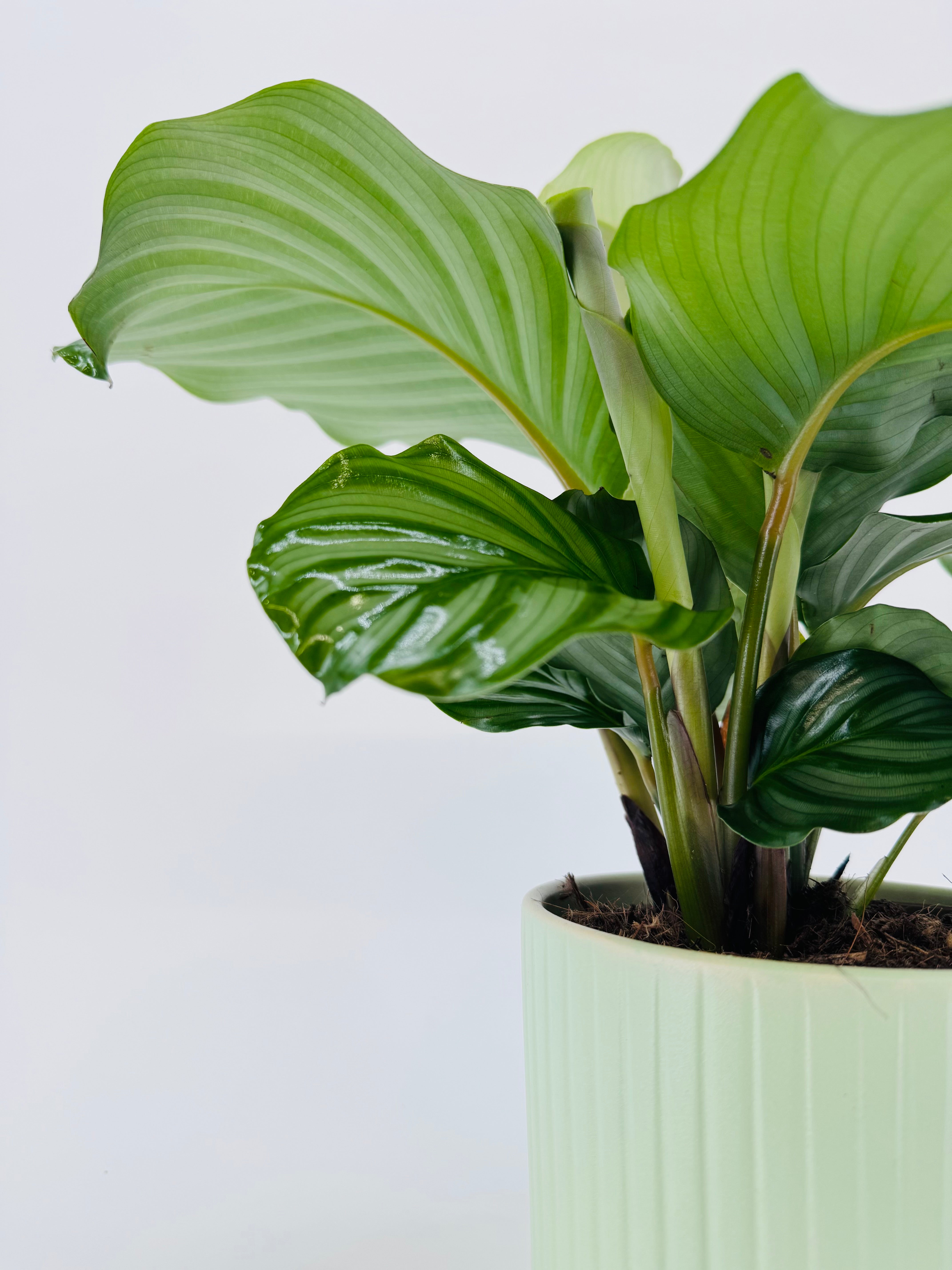 CALATHEA MEZCLADO M14