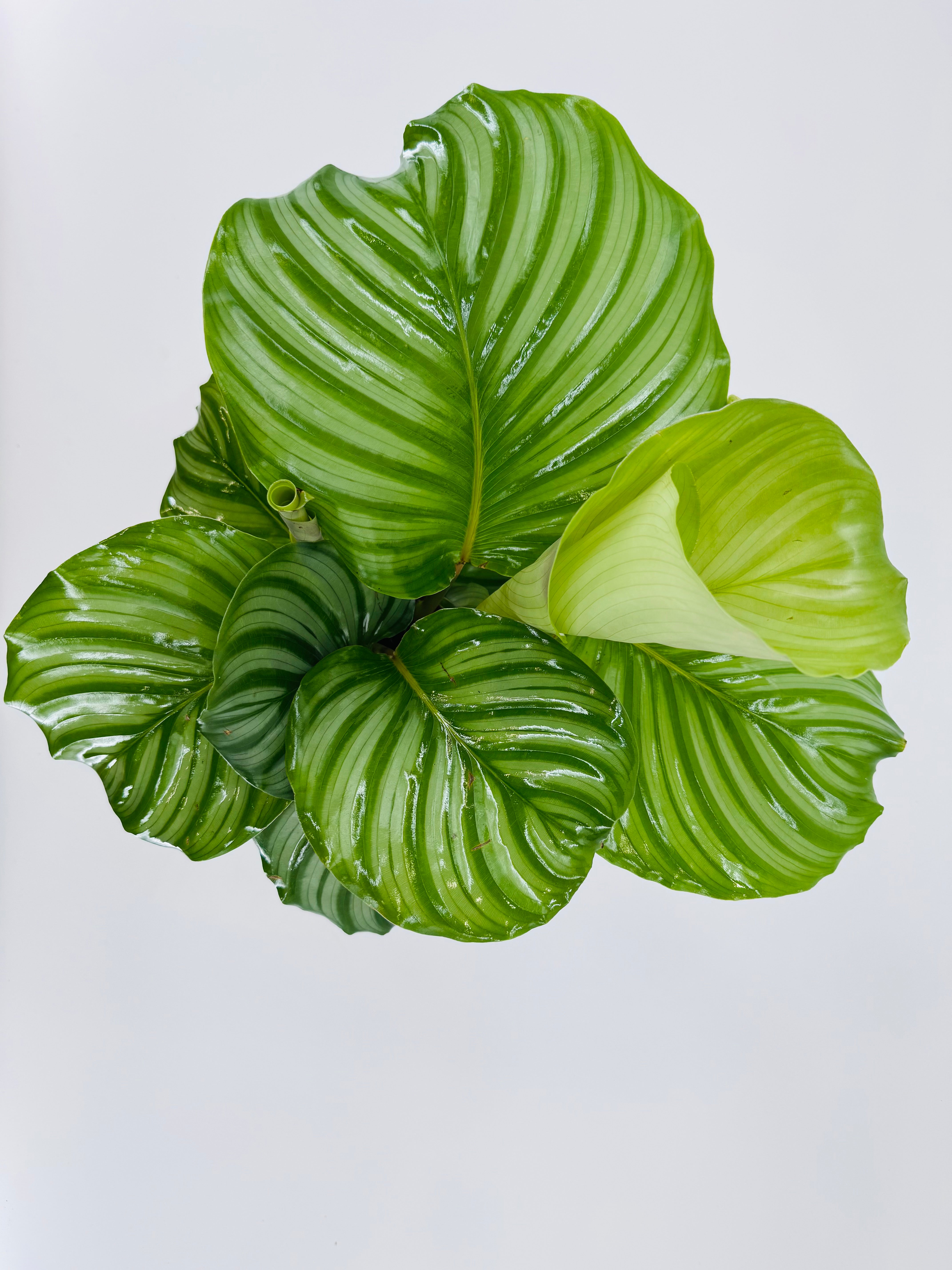 CALATHEA MEZCLADO M14
