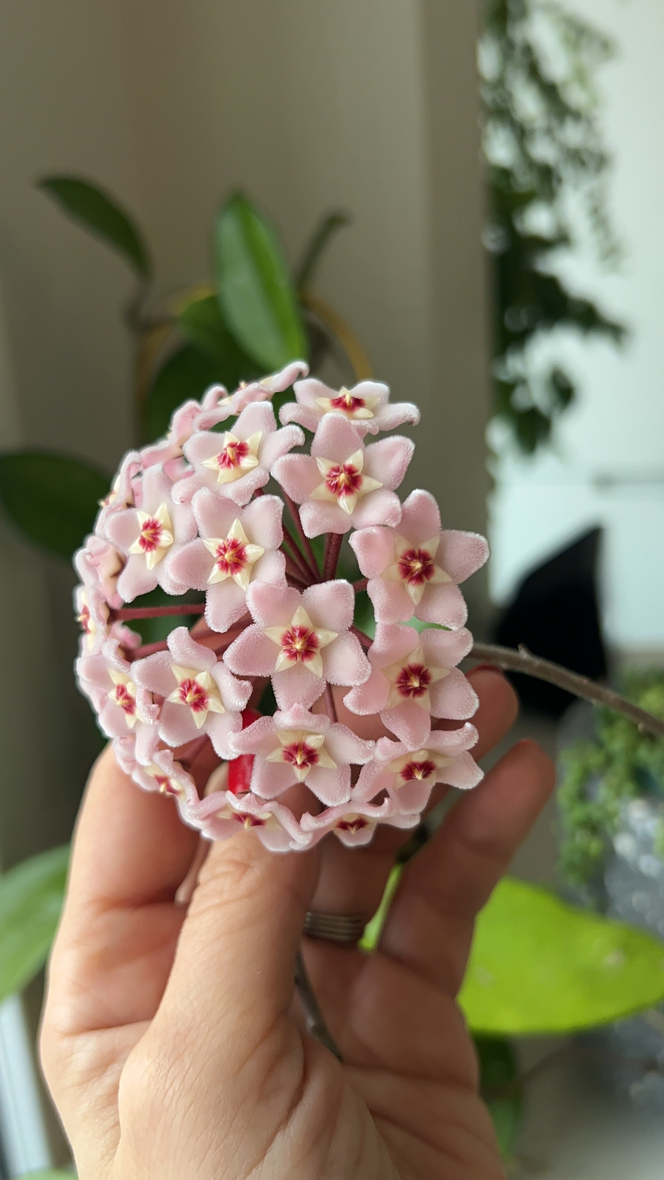 HOYA CARNOSA TRICOLOR M9
