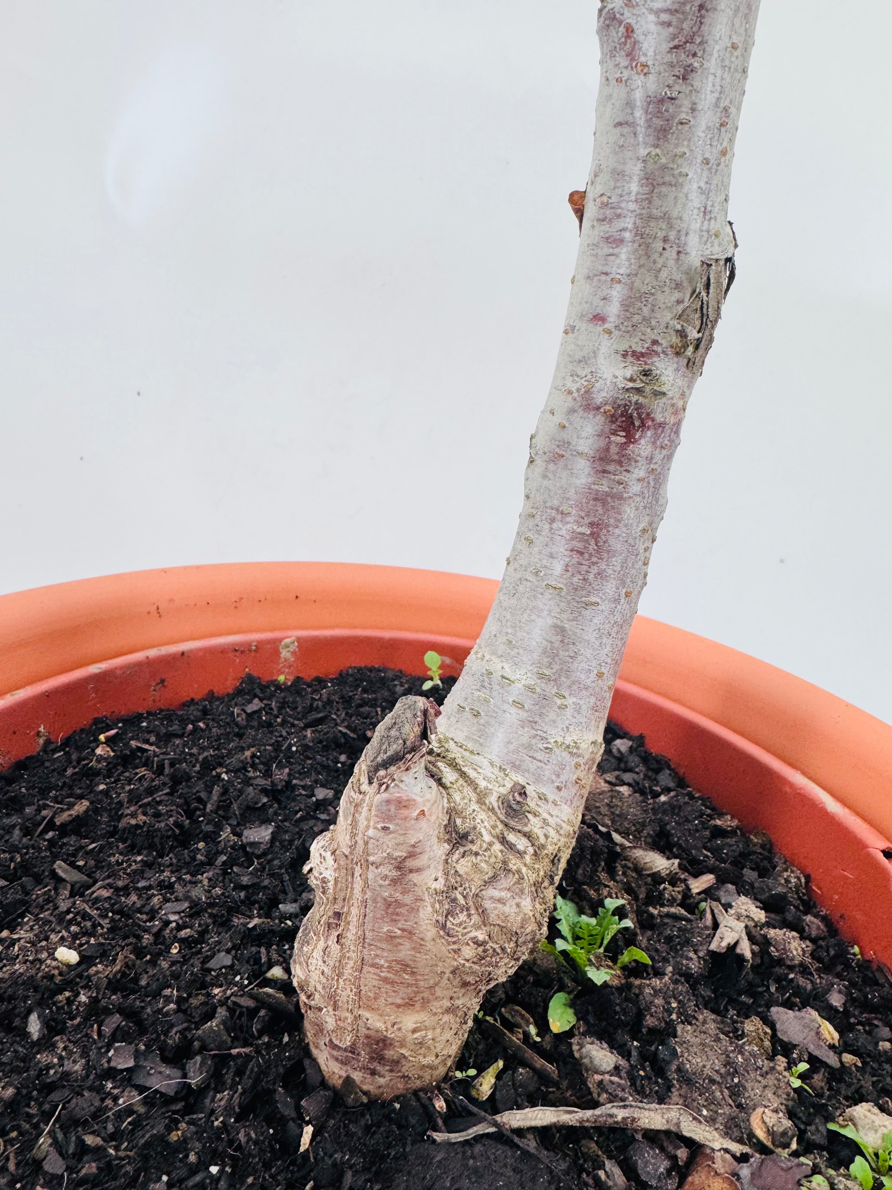 CEREZO PICOTA M 10L