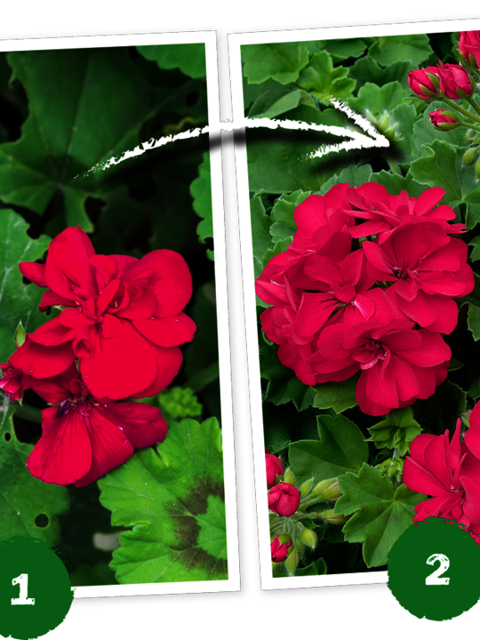 INSECTICIDA GERANIOS RTU 500ML