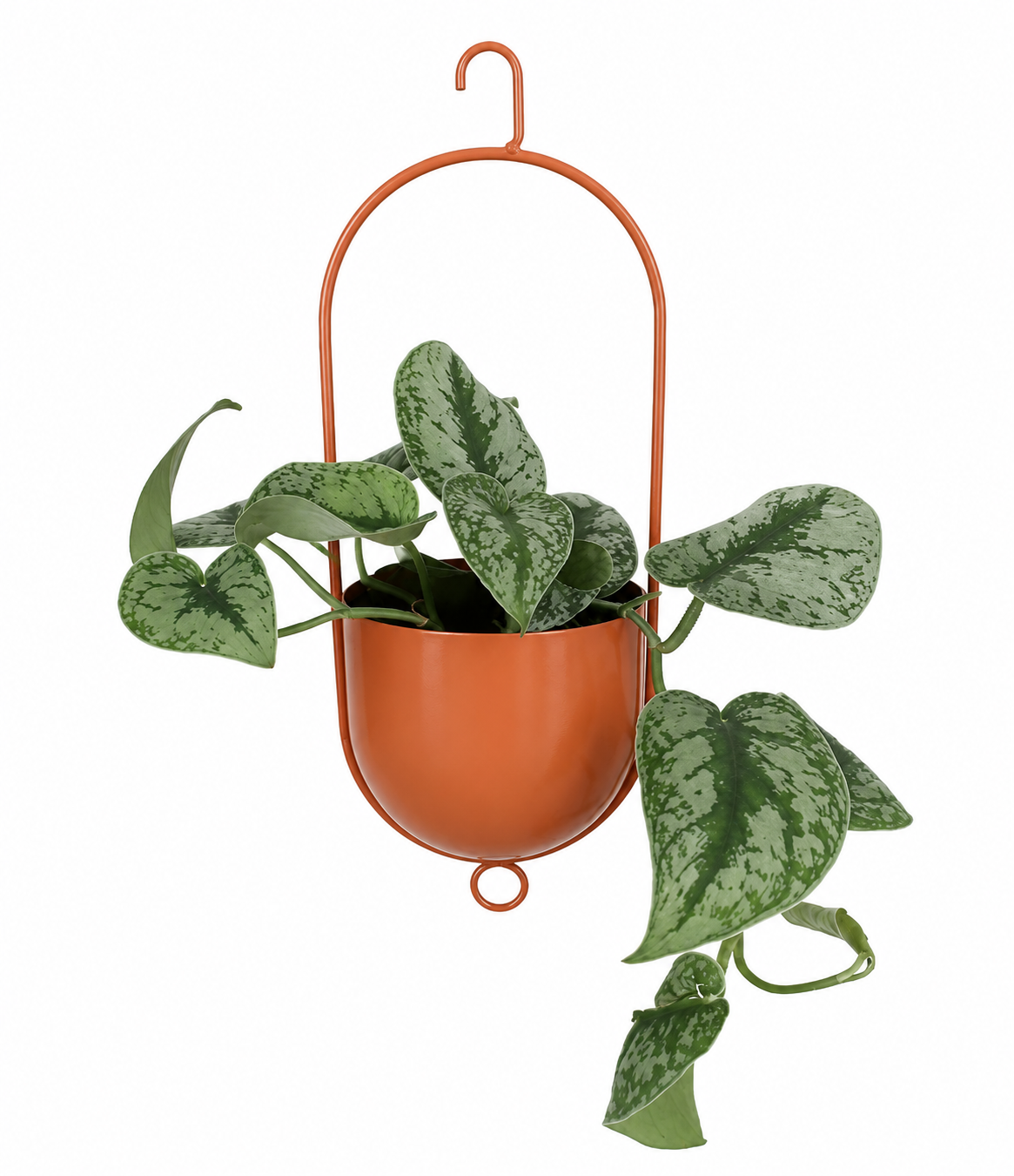 SCINDAPSUS PICTUS TREBIE M12