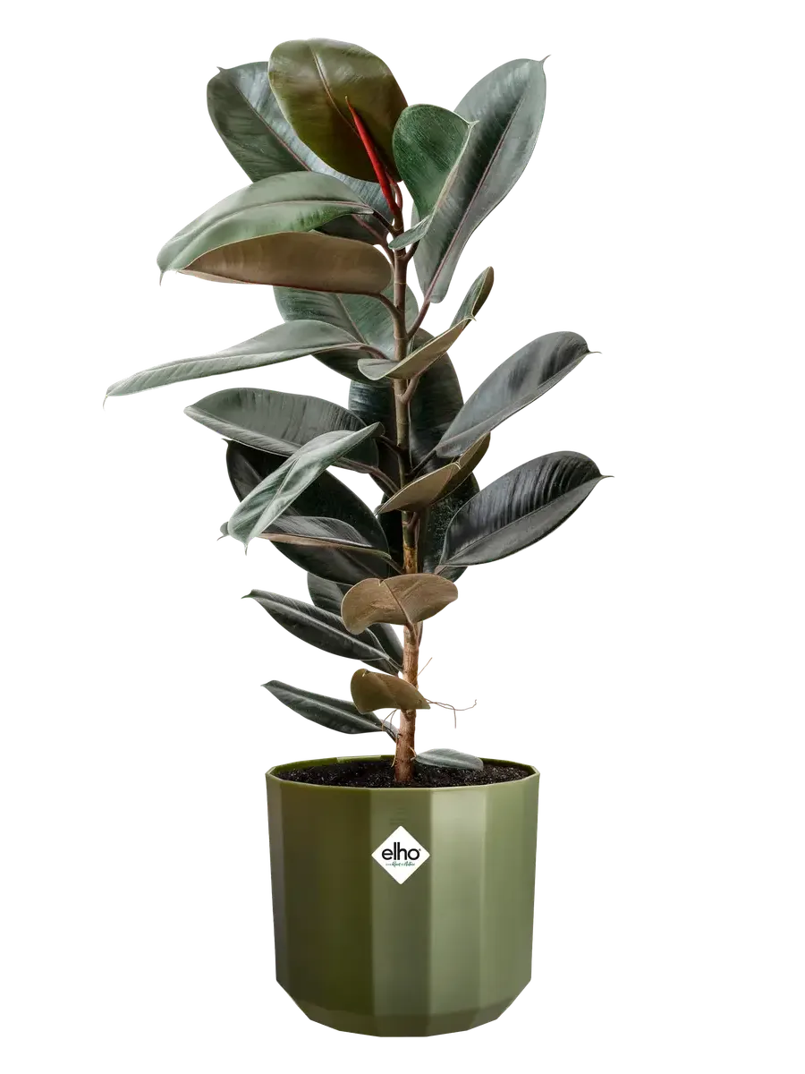 FACET ROUND 17 FOREST GREEN