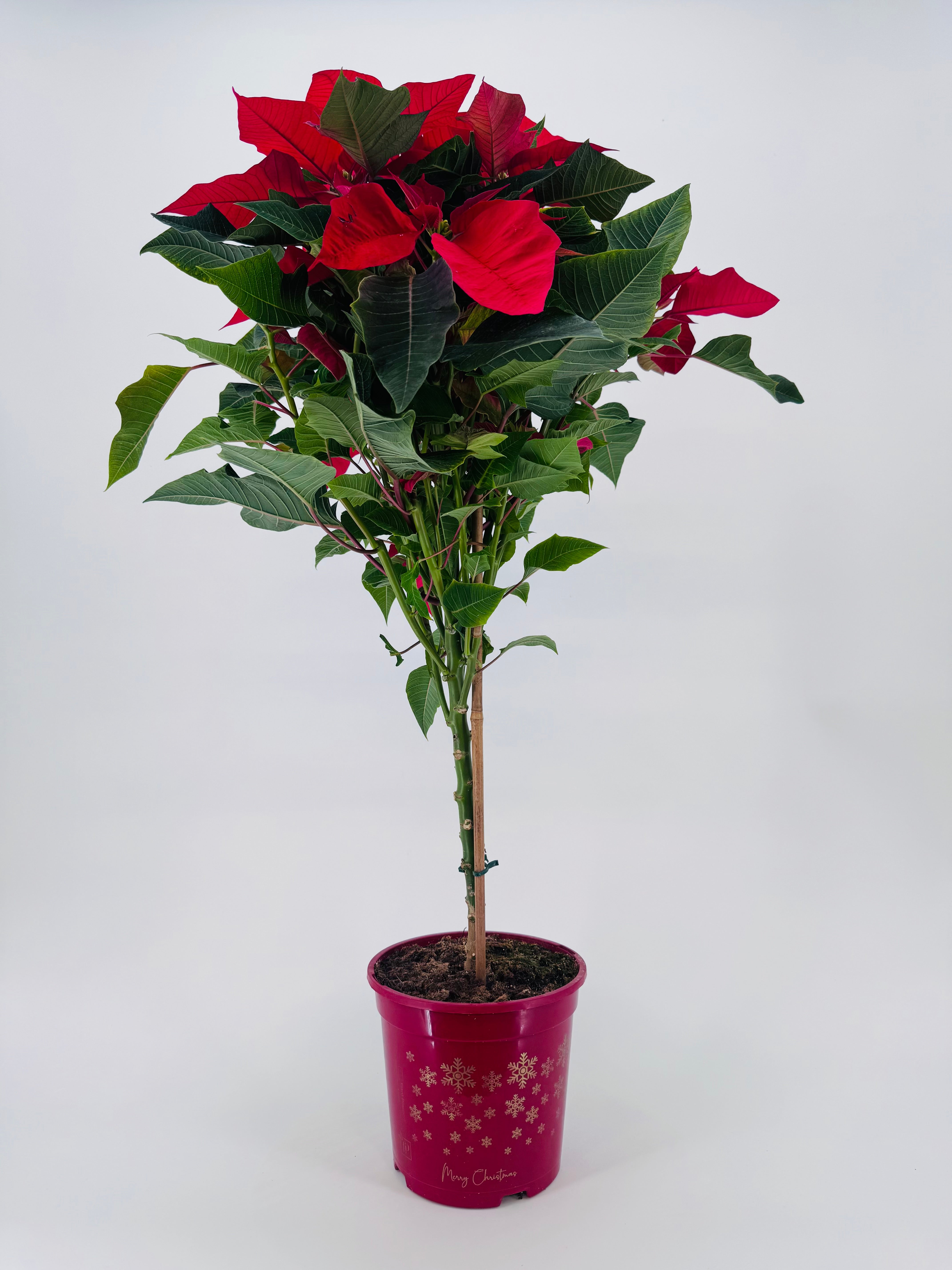 FLOR DE PASCUA POINSETIA COPA M20