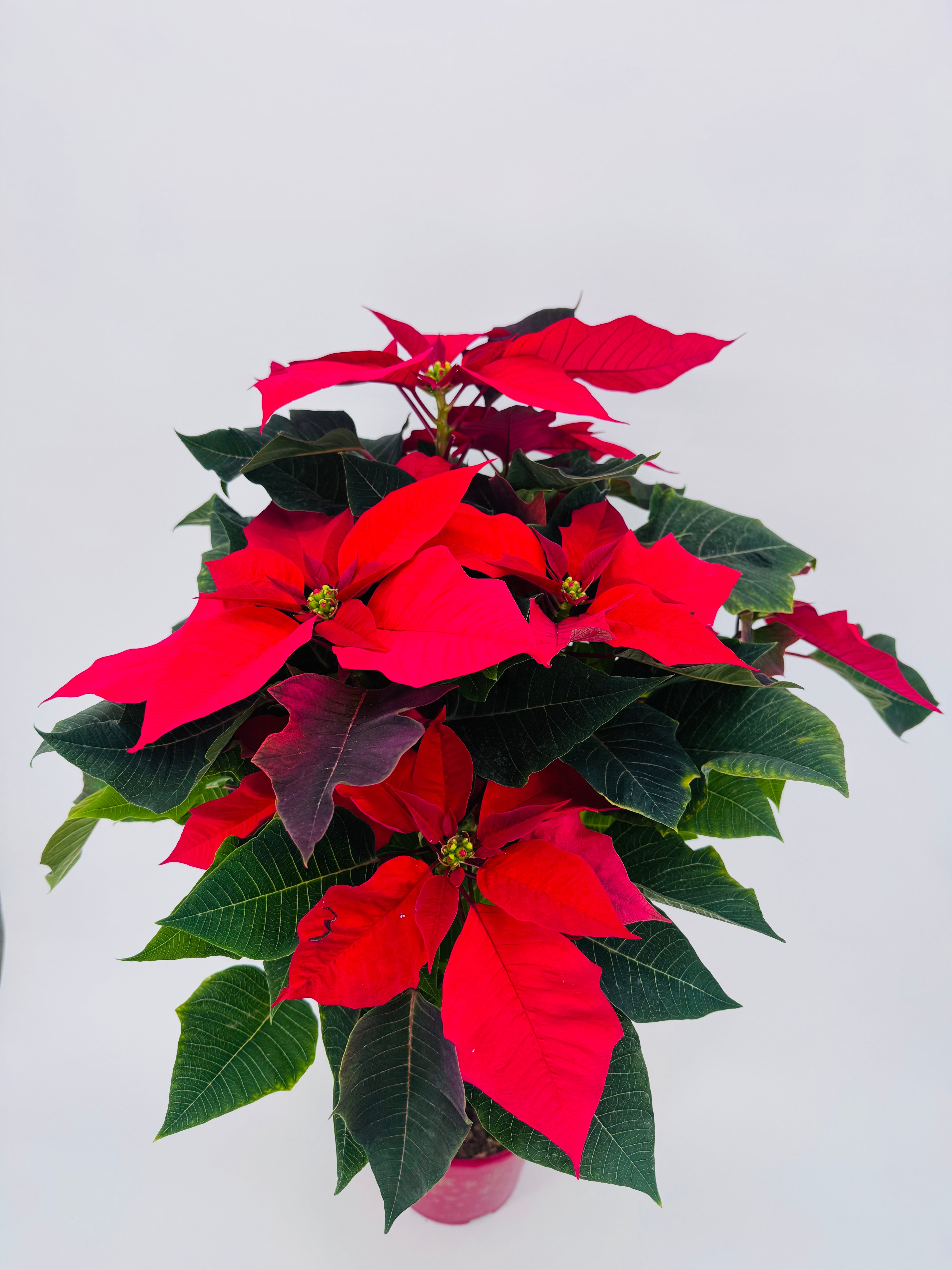 FLOR DE PASCUA POINSETIA COPA M20