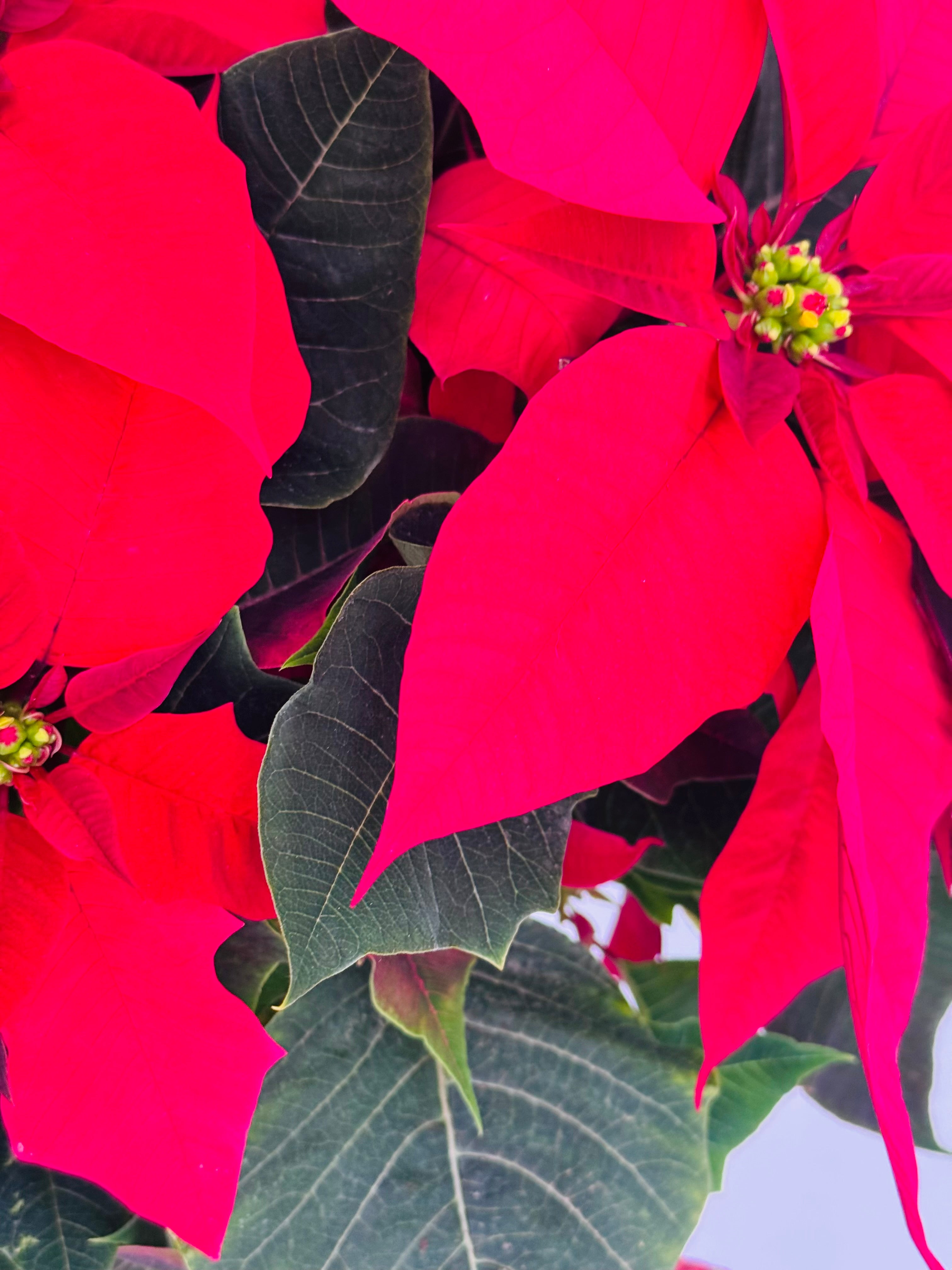 FLOR DE PASCUA POINSETIA COPA M20