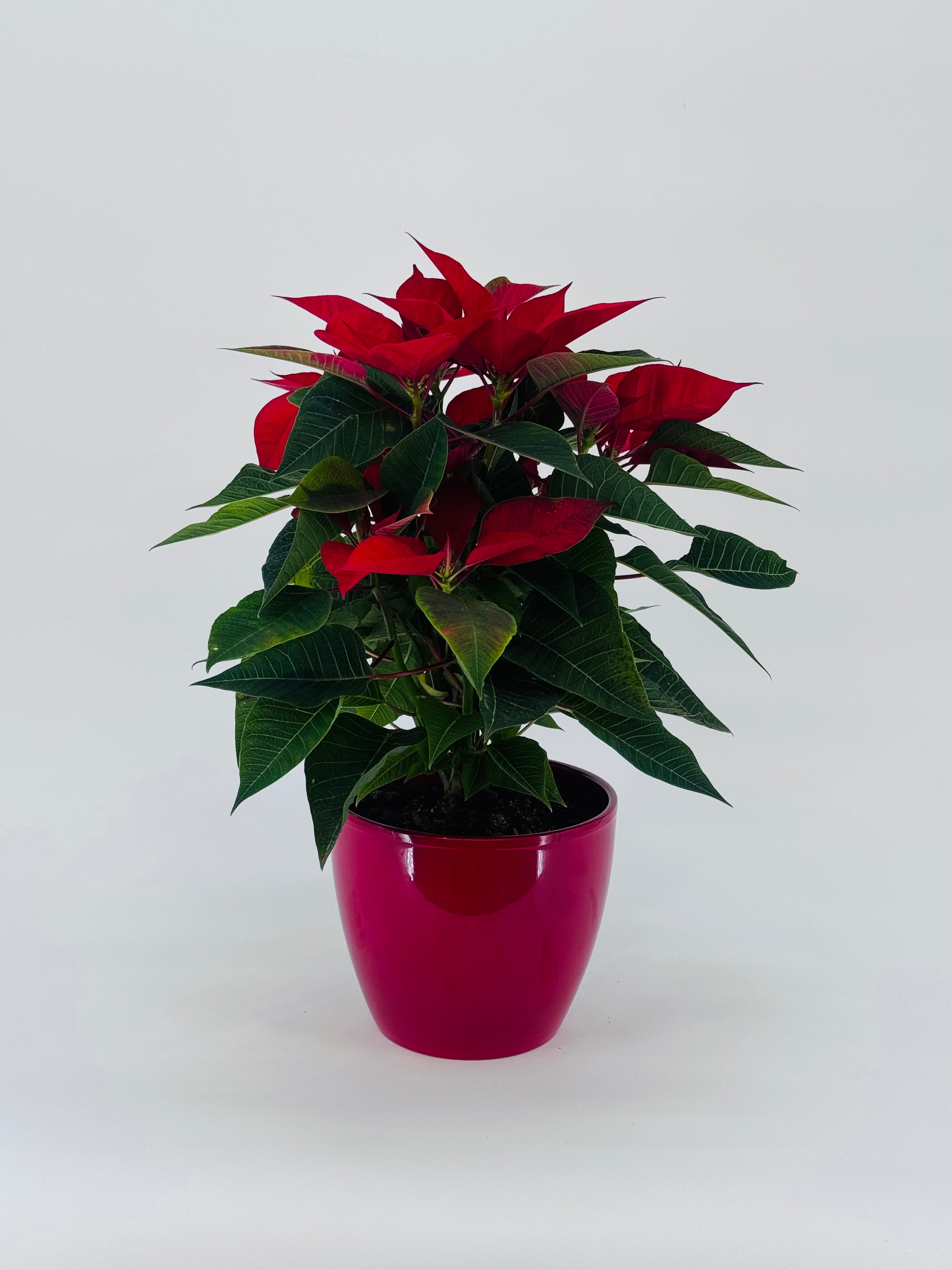 FLOR DE PASCUA POINSETIA M13