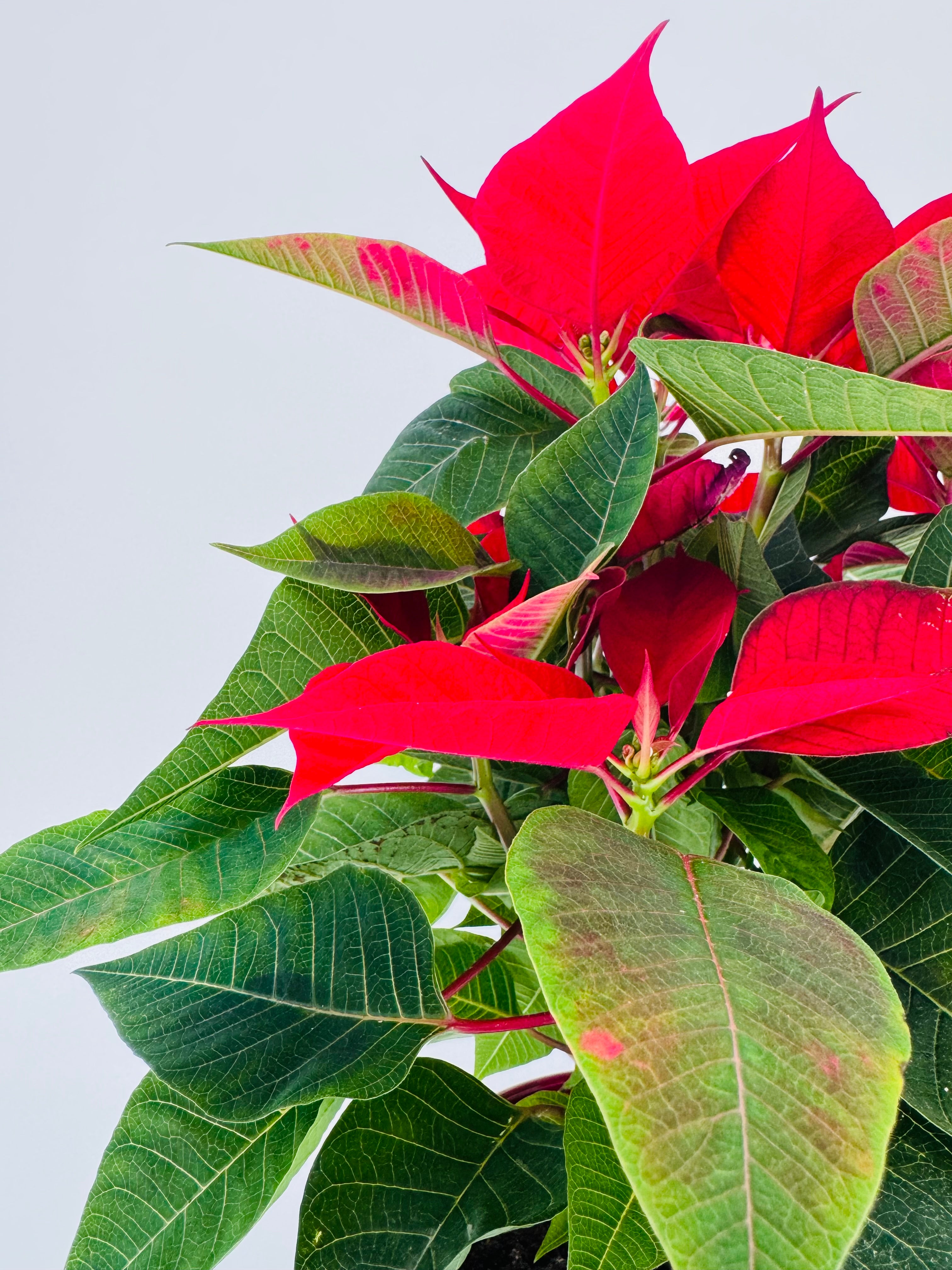 FLOR DE PASCUA POINSETIA M13