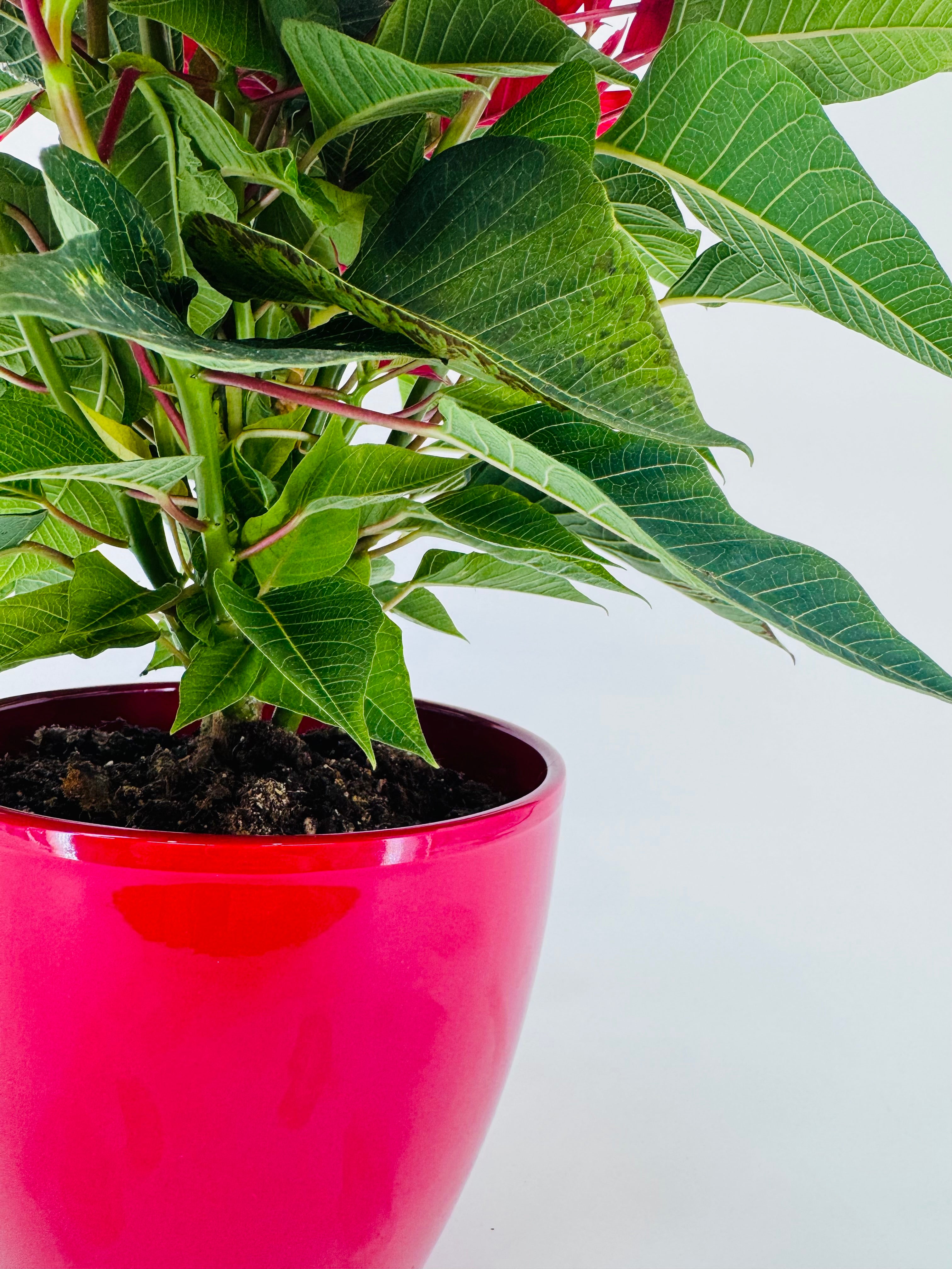 FLOR DE PASCUA POINSETIA M13