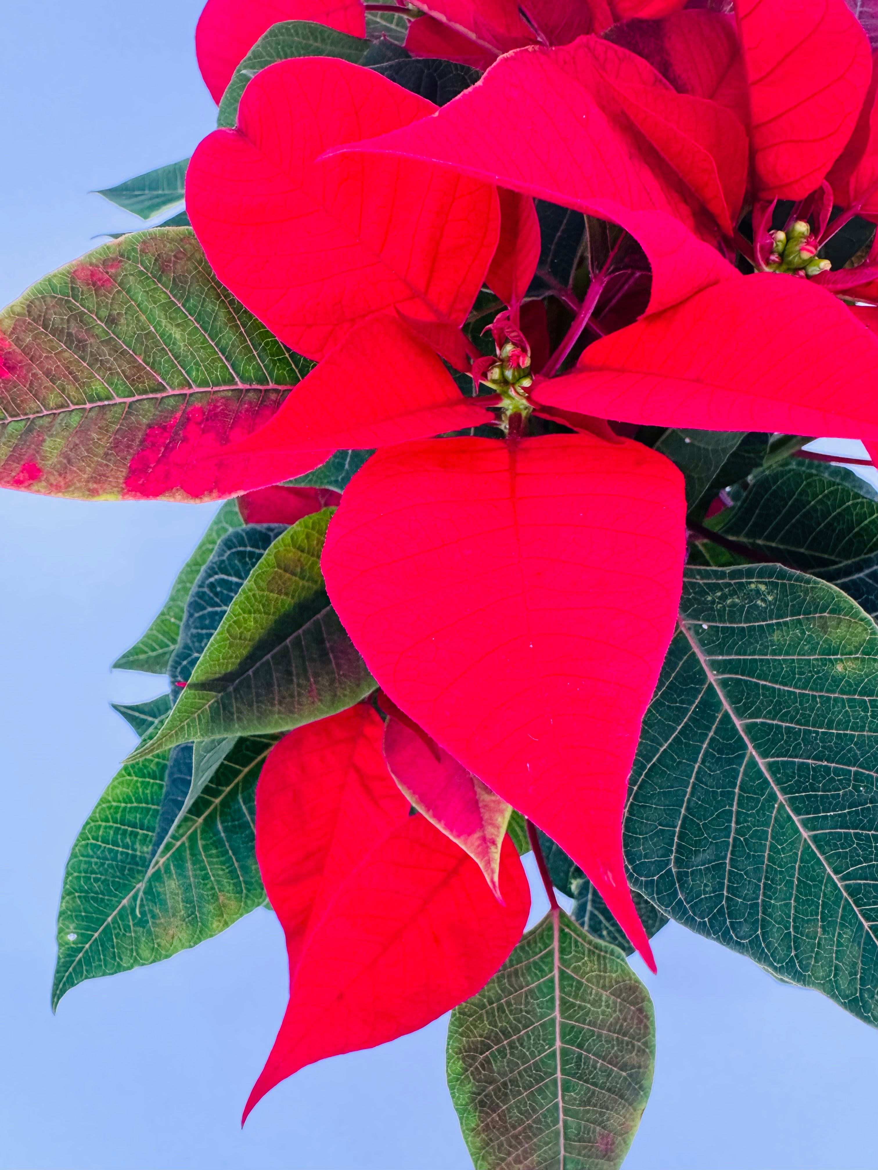 FLOR DE PASCUA POINSETIA M13