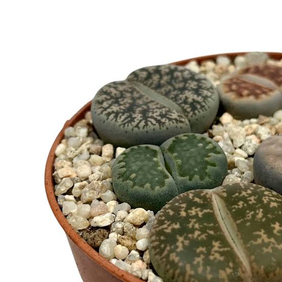 LITHOPS M8.5