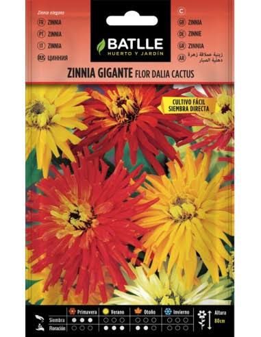 ZINNIA GIGANTE FLOR DALIA CACTUS