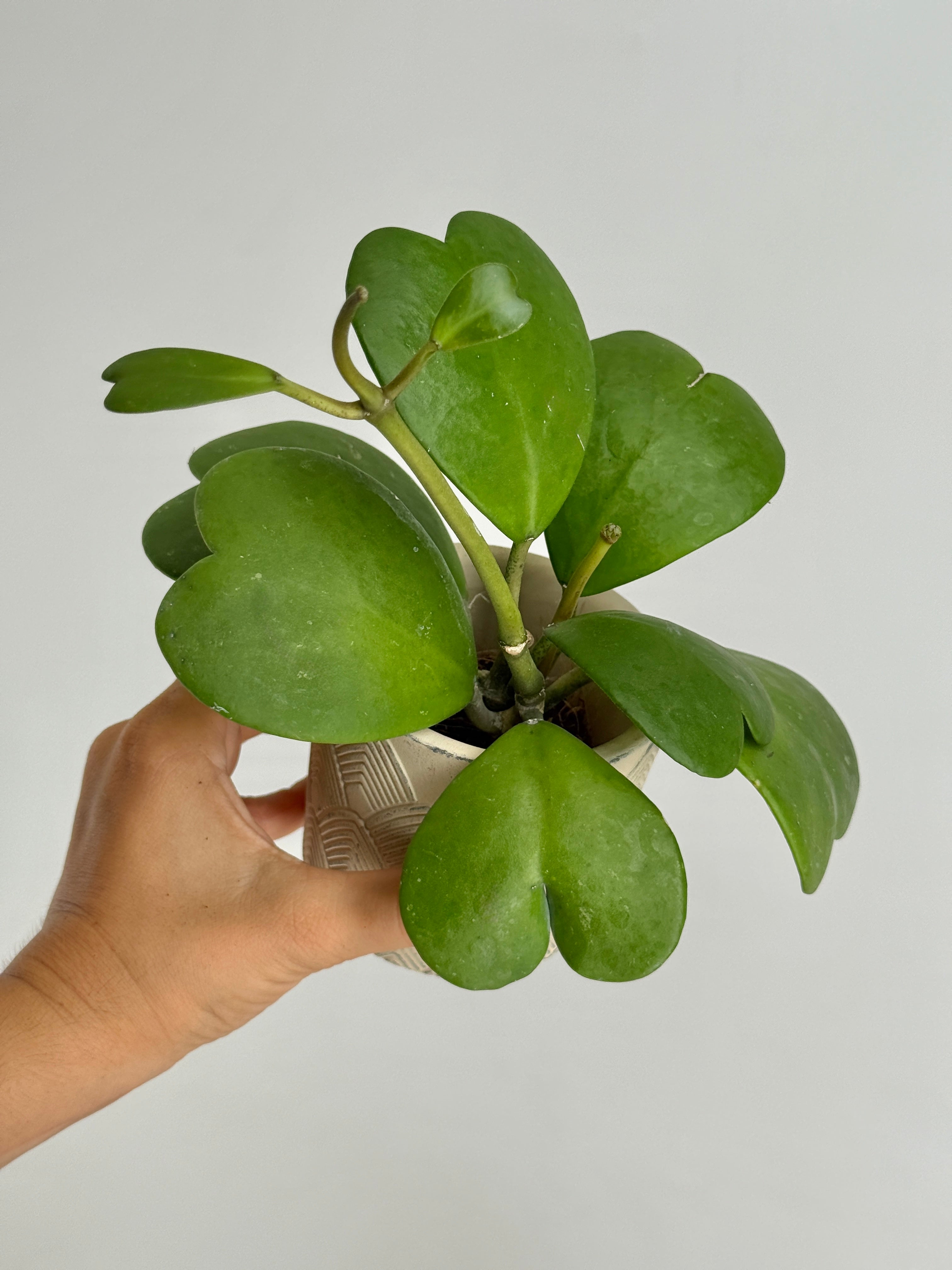 HOYA KERRII 16TRAY M8