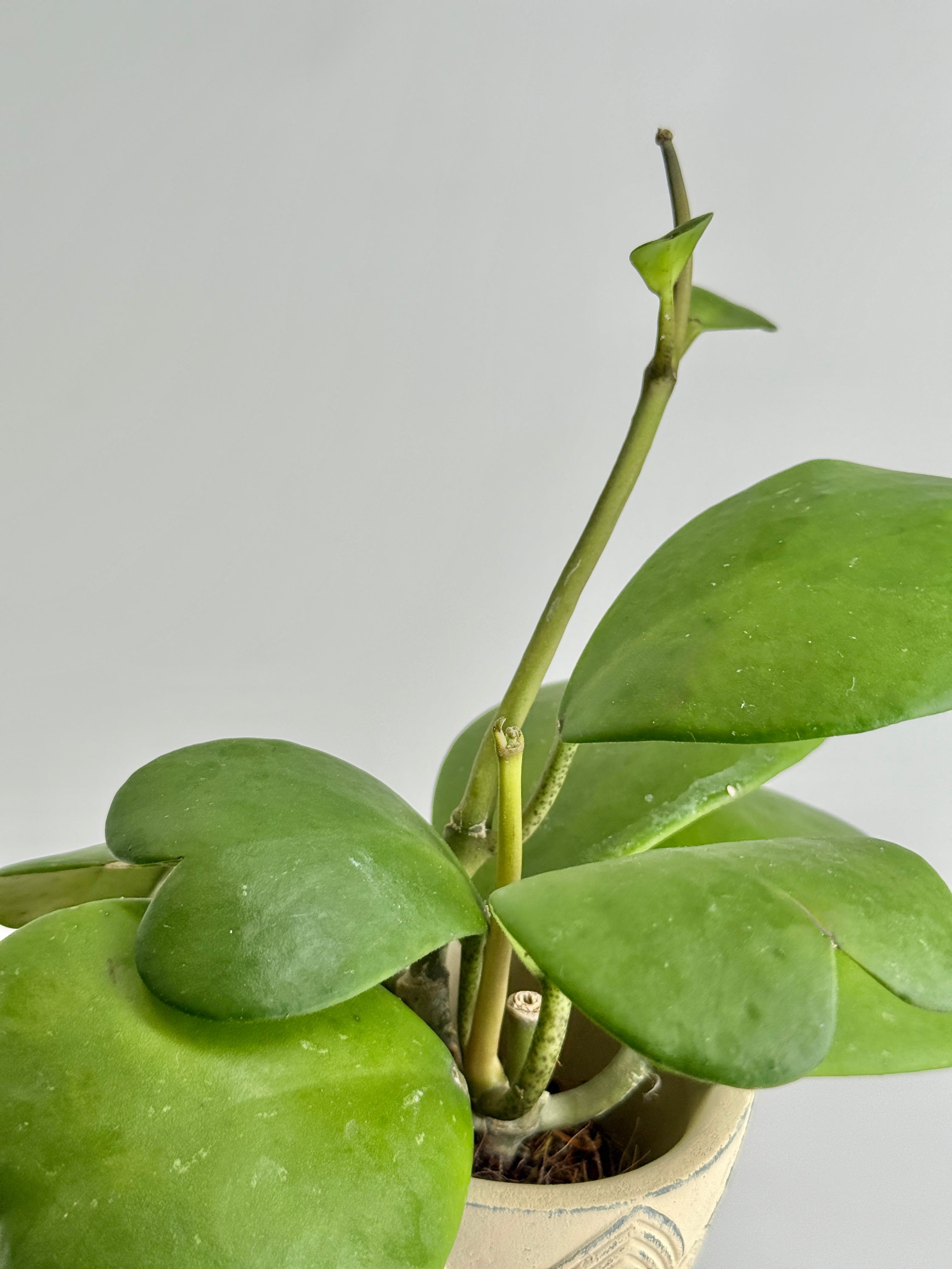 HOYA KERRII M8