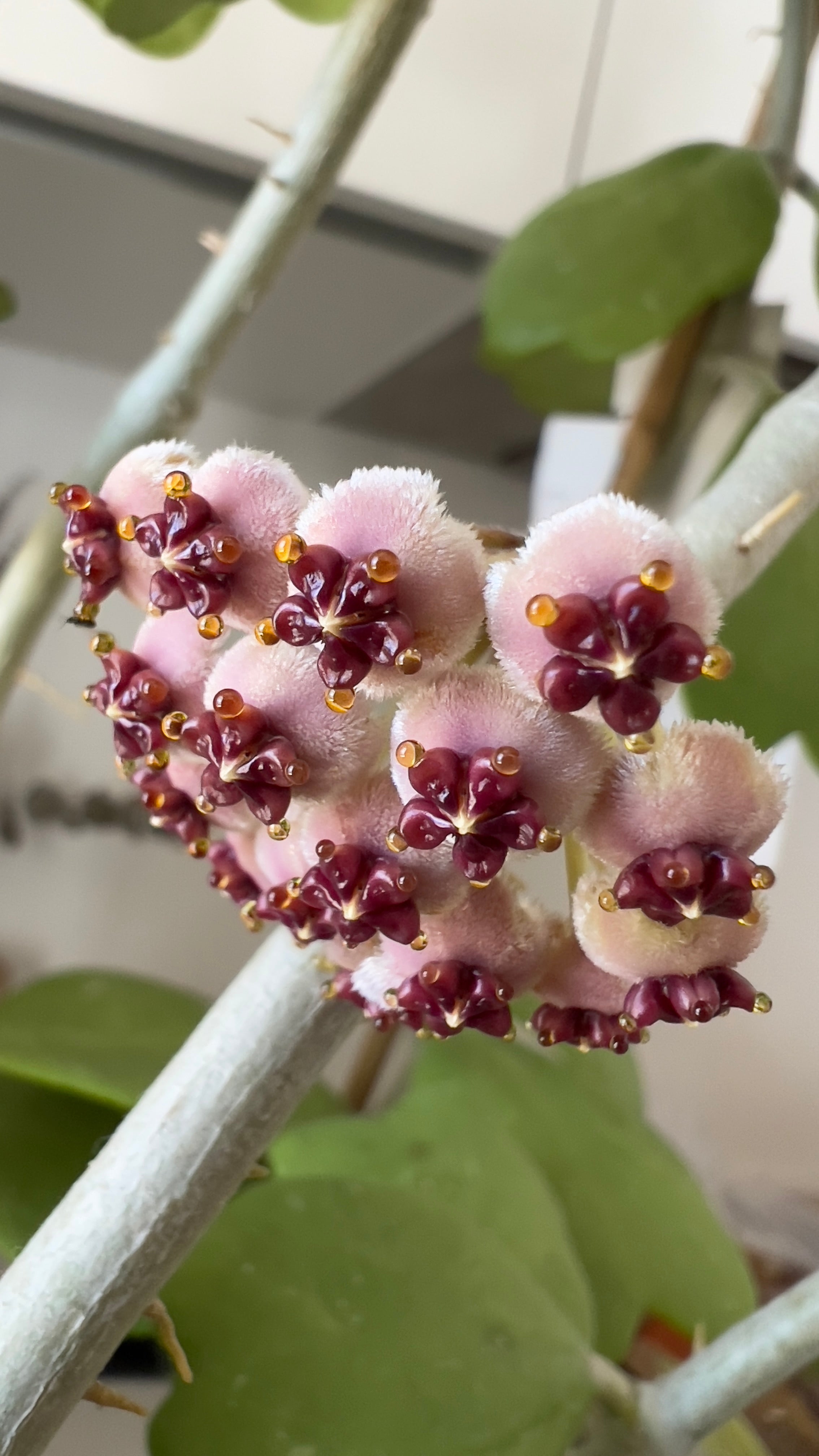 HOYA KERRII M6