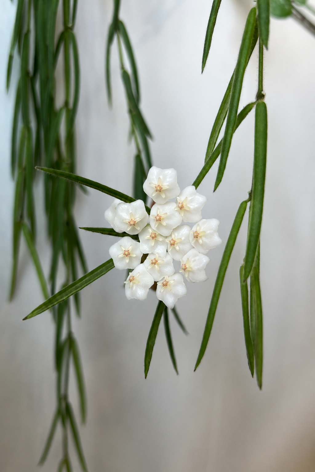 HOYA LINEARIS M14