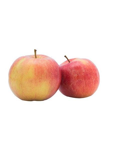 MANZANO REINA DE REINETAS 10L