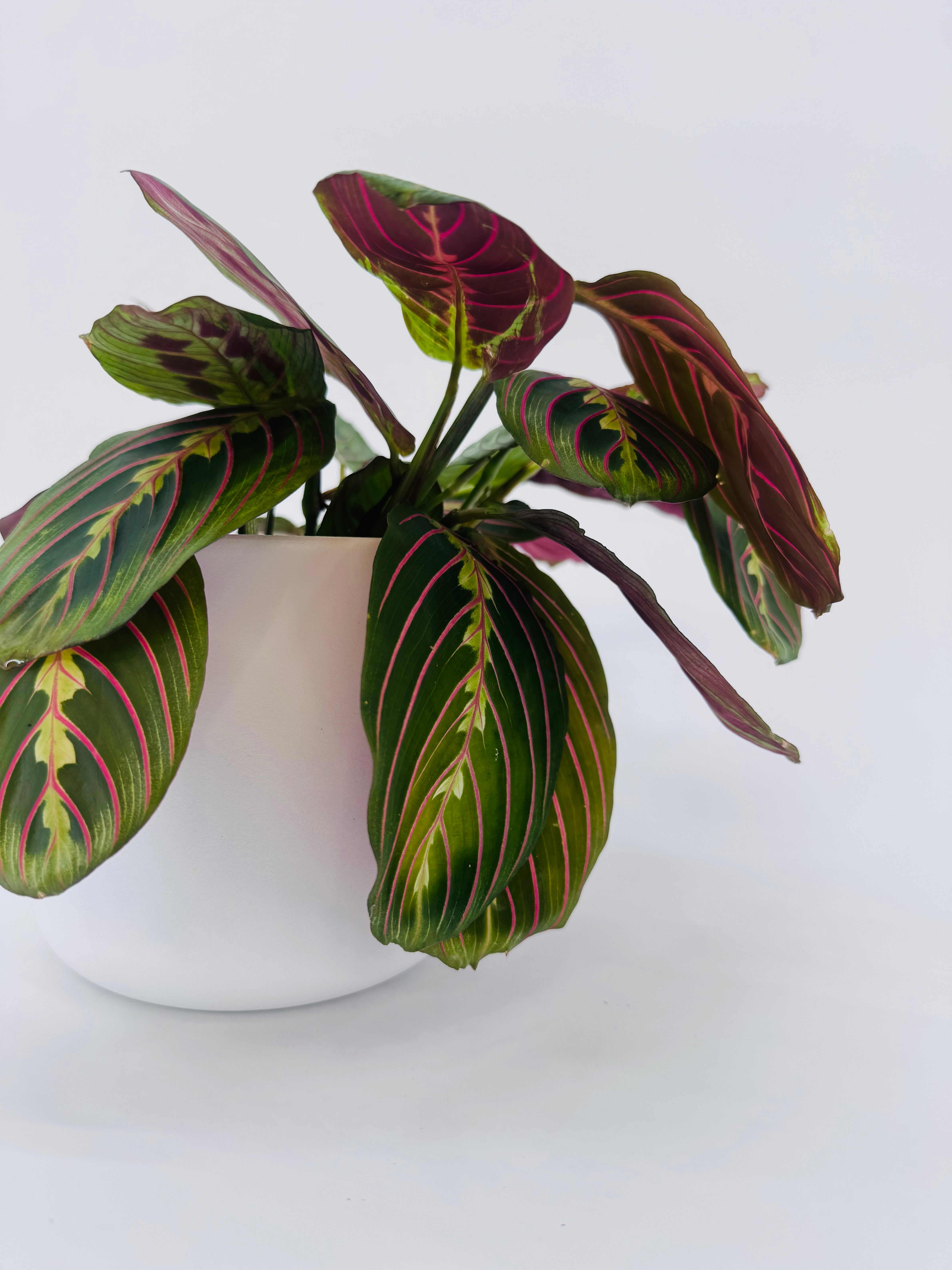 MARANTA LEU. FASCINATOR