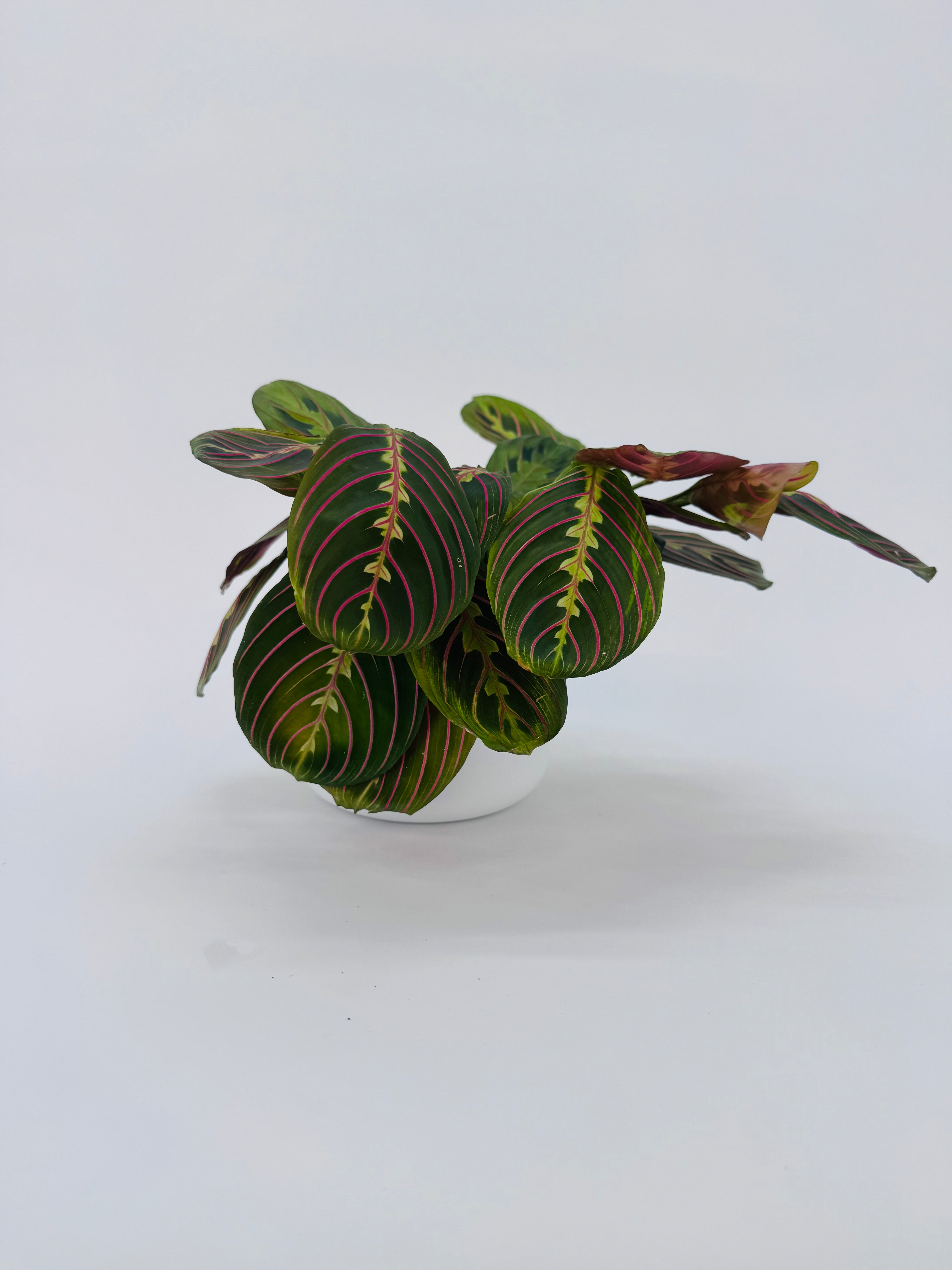 MARANTA LEU. FASCINATOR