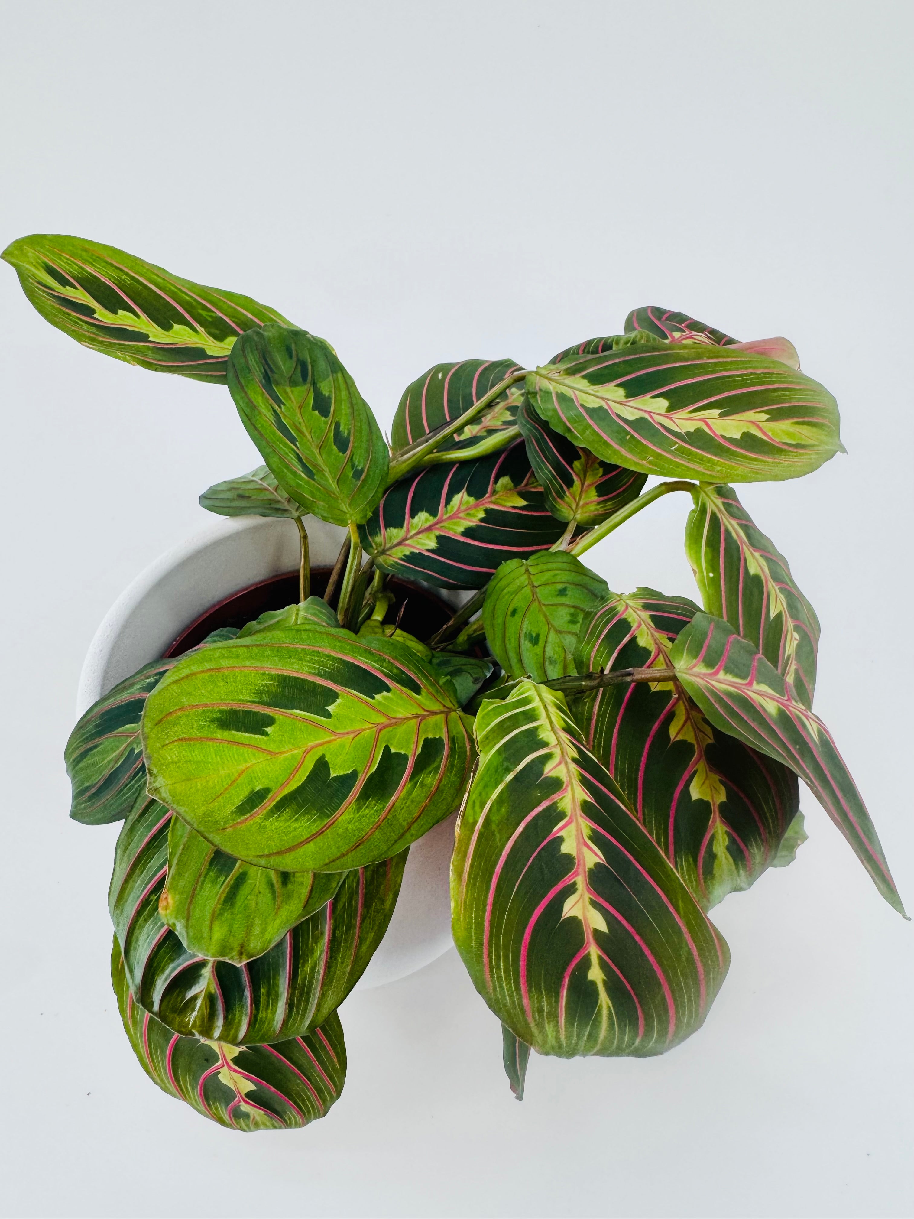 MARANTA LEU. FASCINATOR