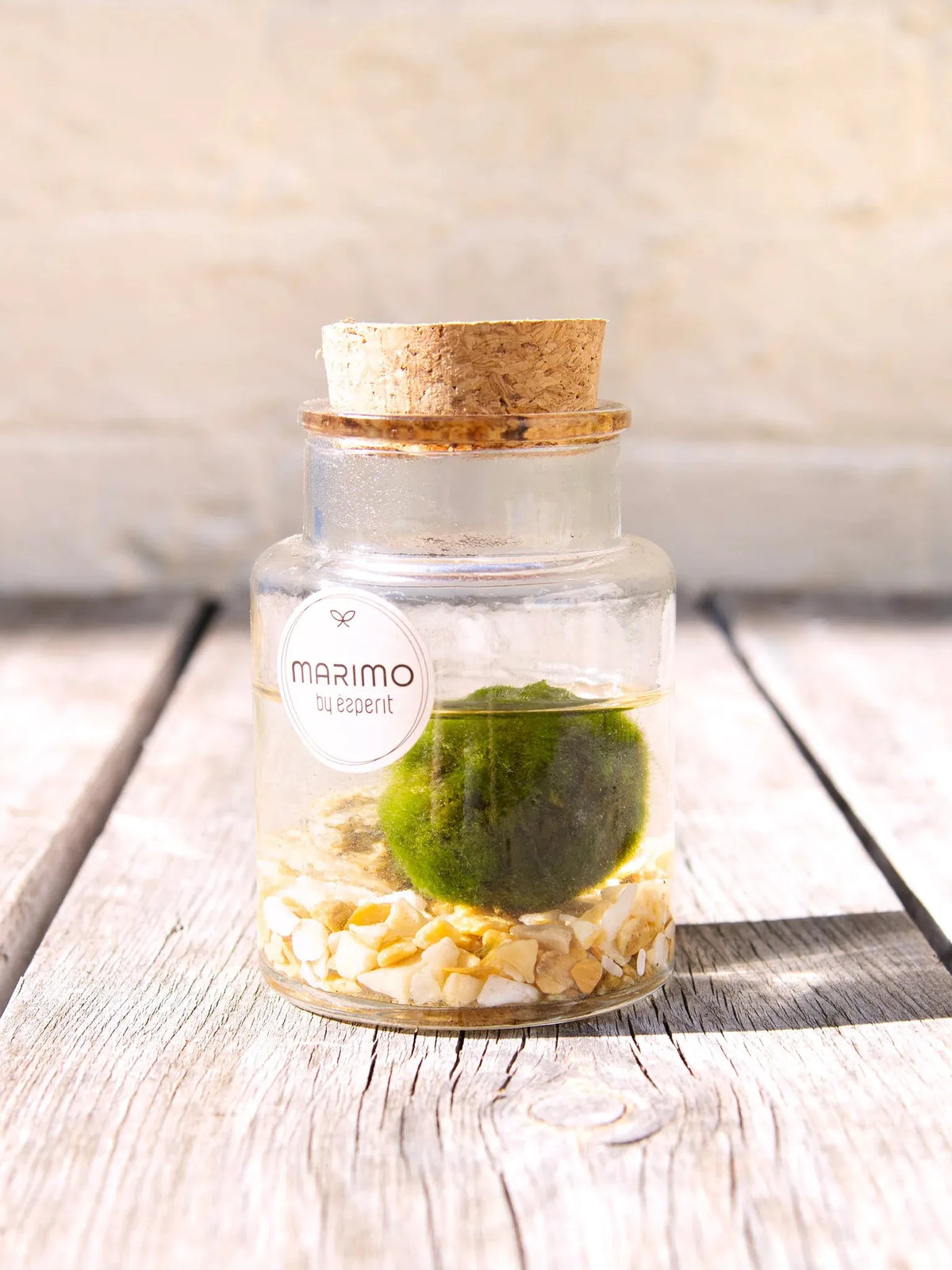 MARIMO DECORATIVO