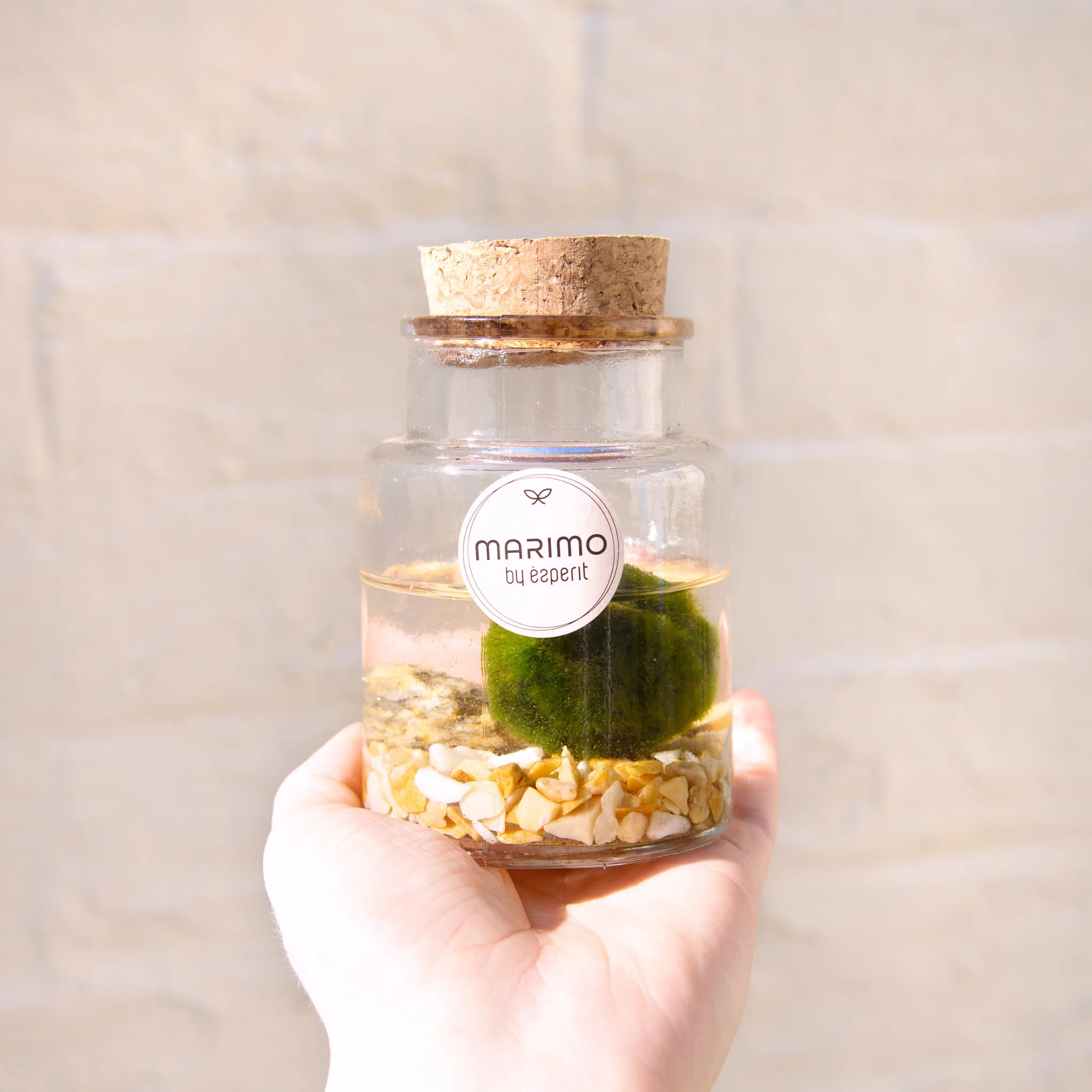 MARIMO 90544