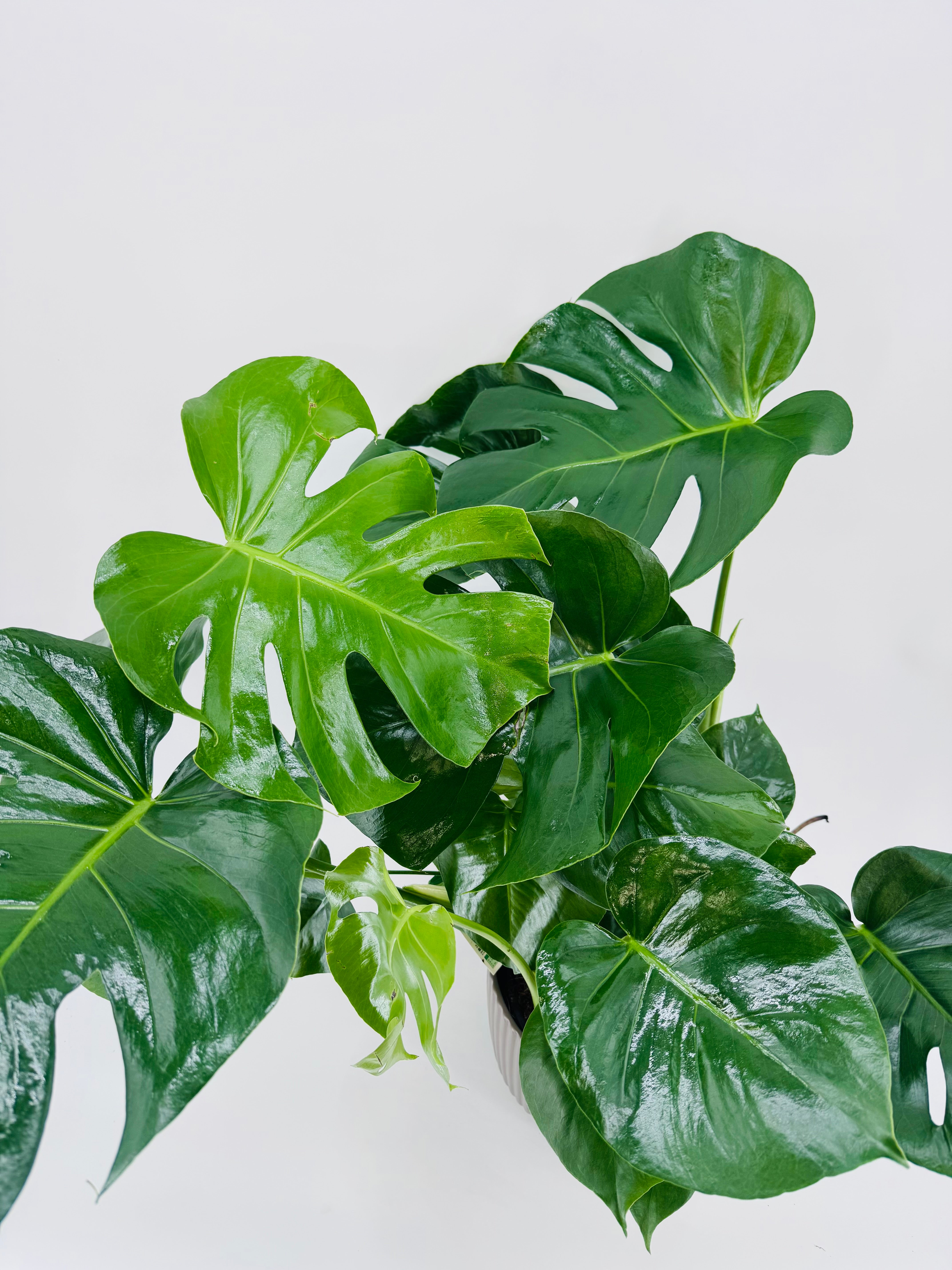 MONSTERA DELICIOSA M24